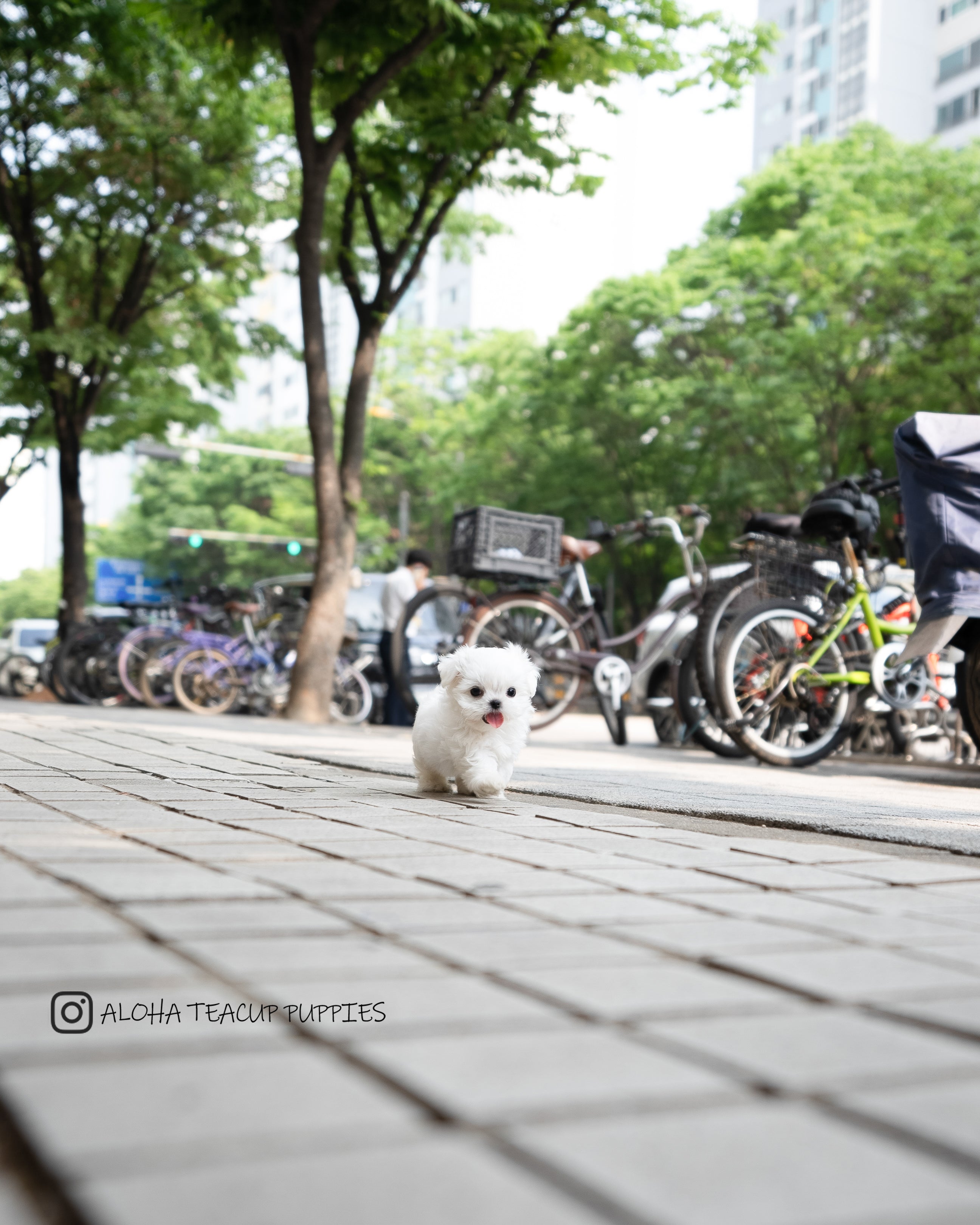 Asher [TEACUP MALTESE]