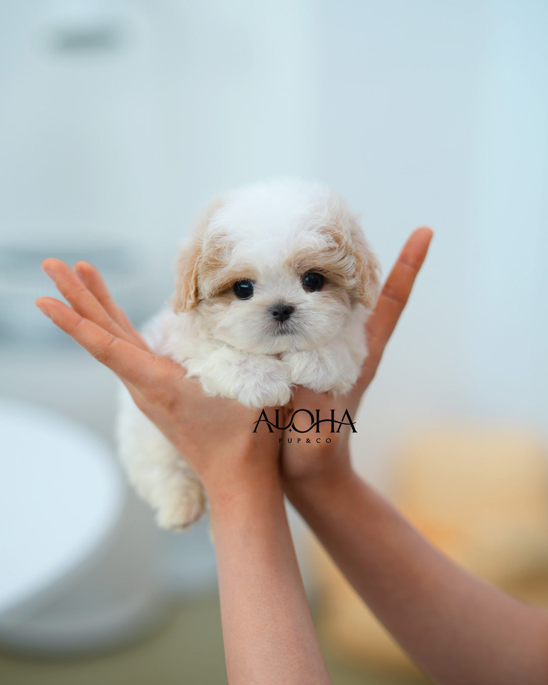 Timmy [TEACUP MALTIPOO]