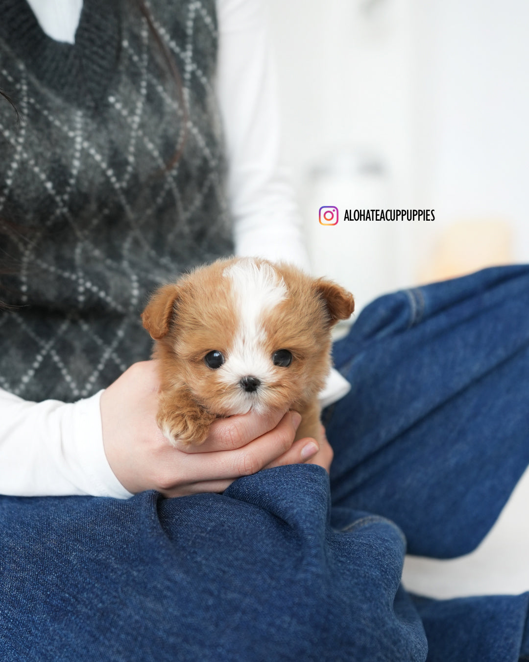 Lime [TEACUP MALTIPOO]