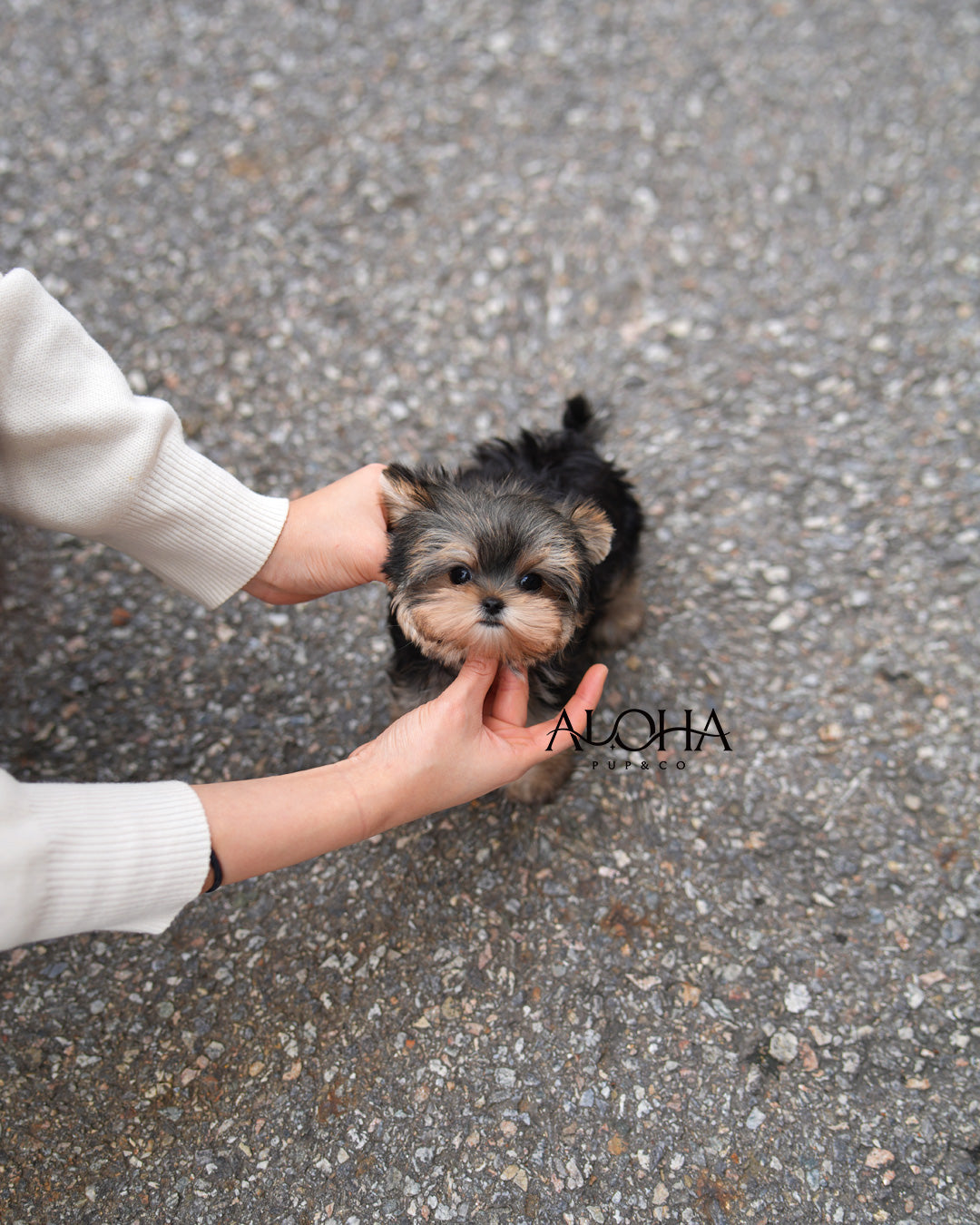 Boba [Teacup Morkie]
