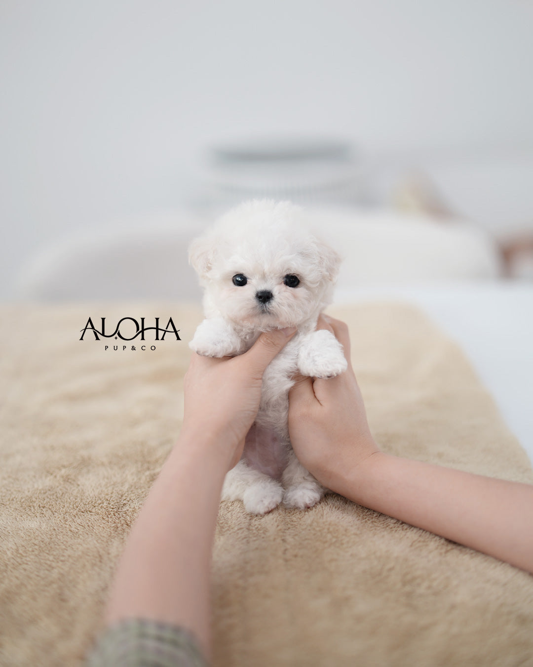 Ami [TEACUP POODLE]