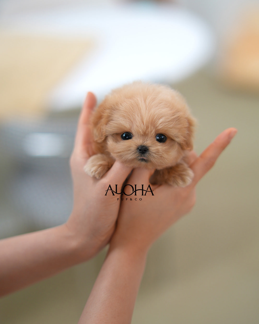 Mona [TEACUP MALTIPOO]