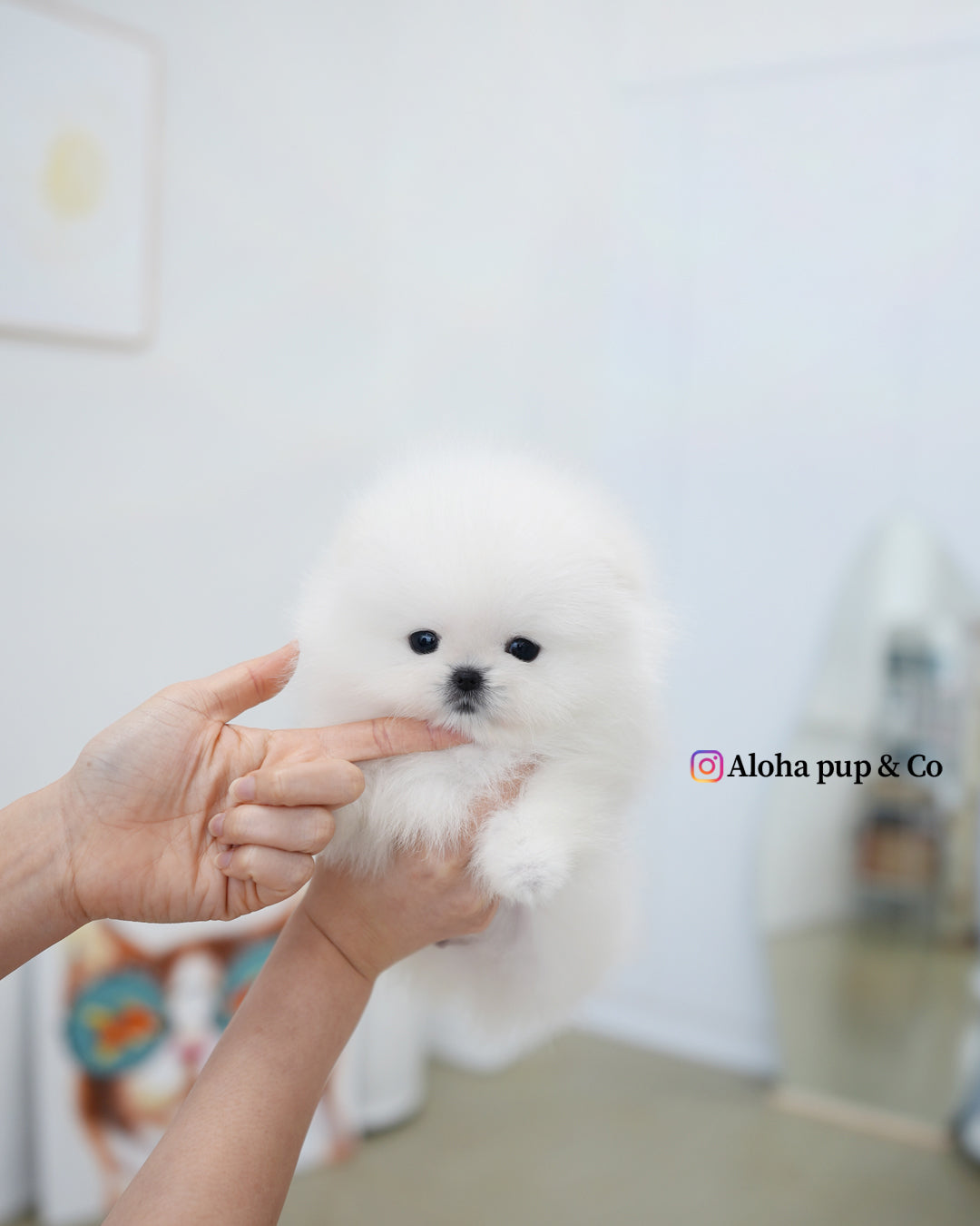 Buster [POMERANIA TAZA DE TÉ]