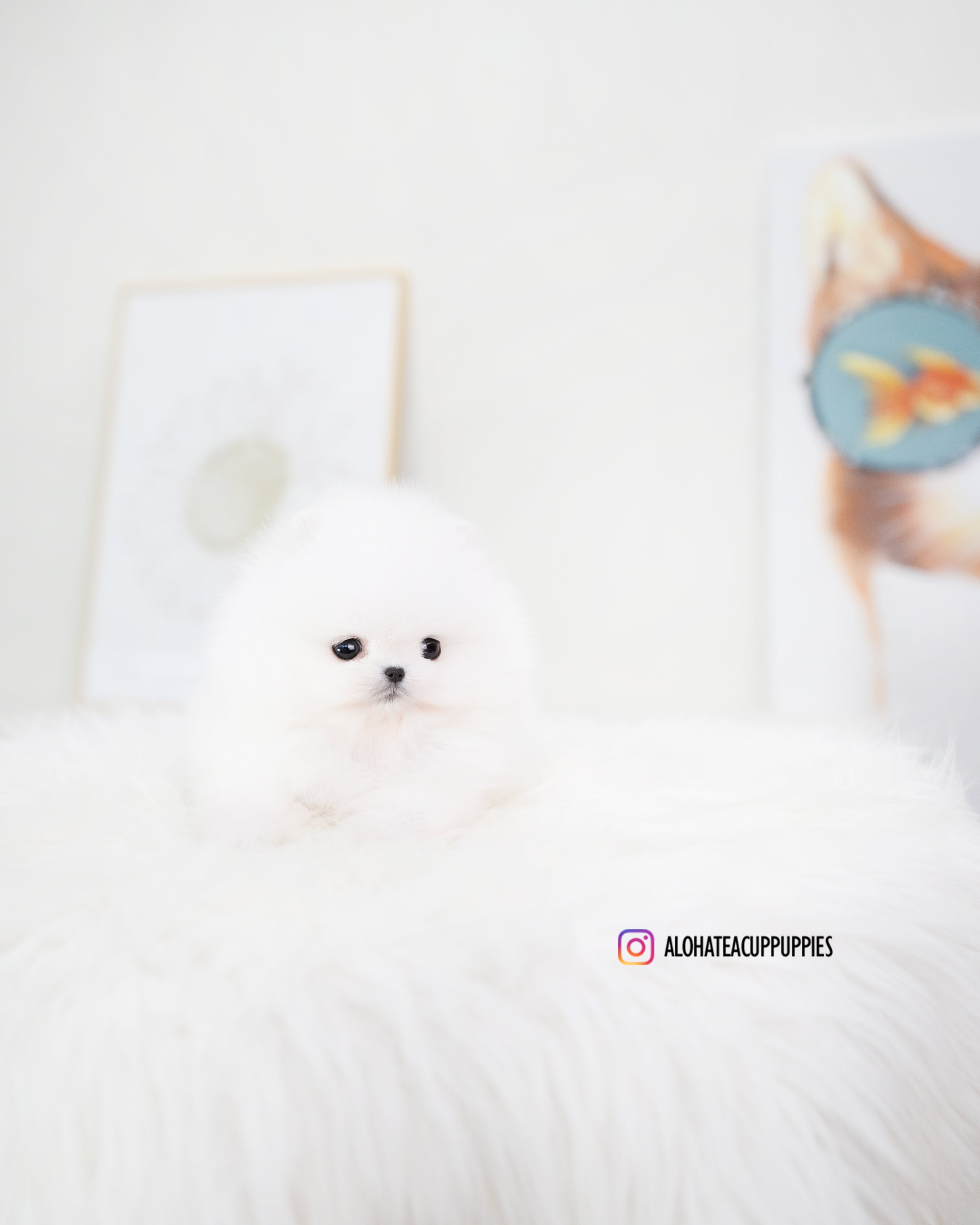 Roi [TEACUP POMERANIAN]