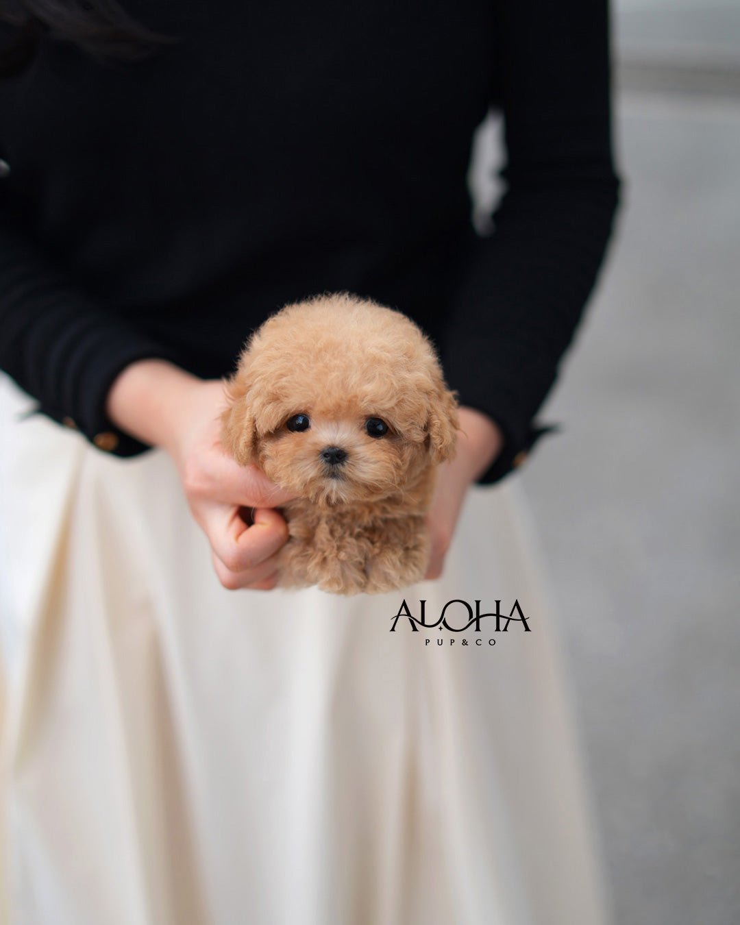 Rory [TEACUP POODLE]
