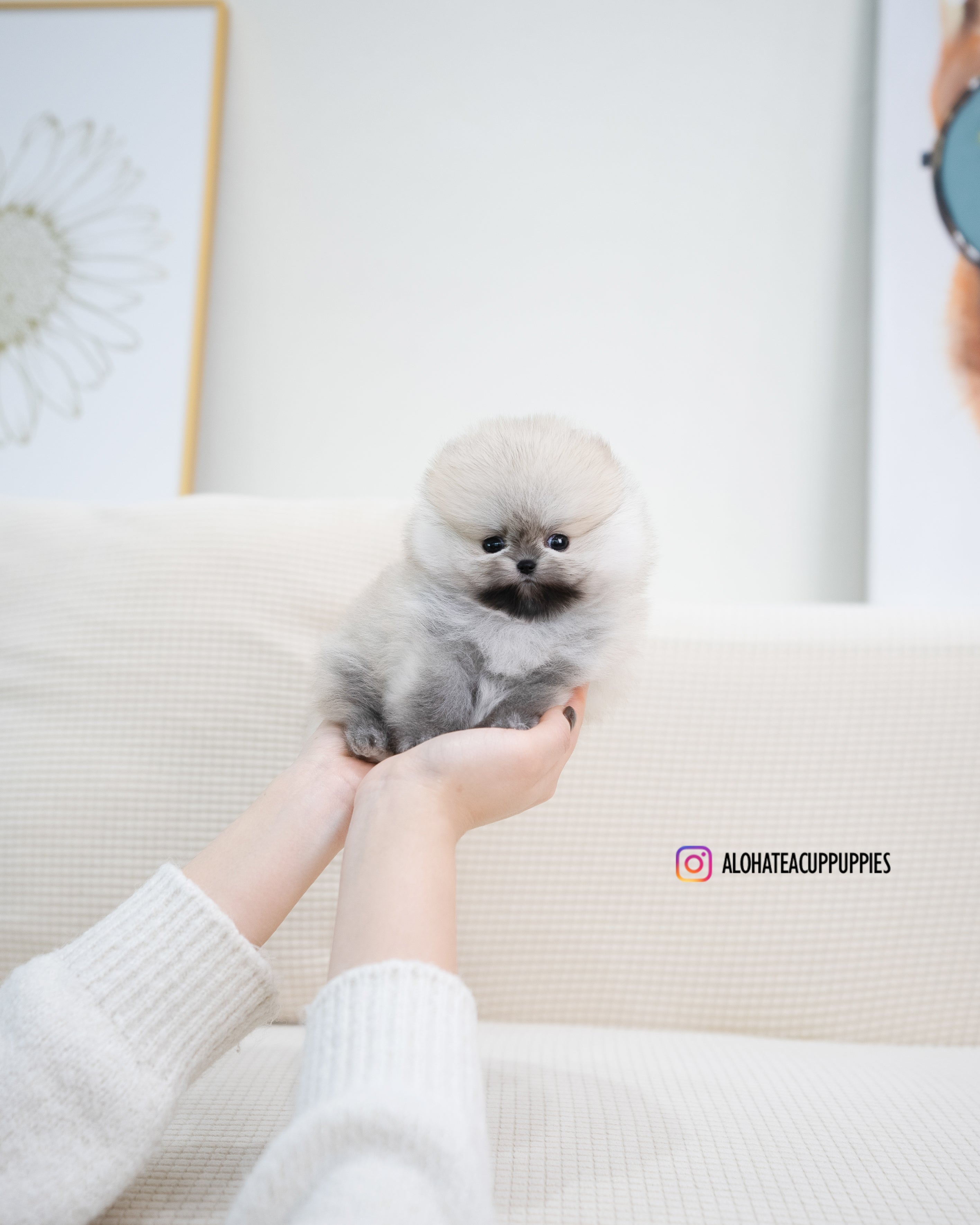 Tommy [POMERANIA TAZA DE TÉ]