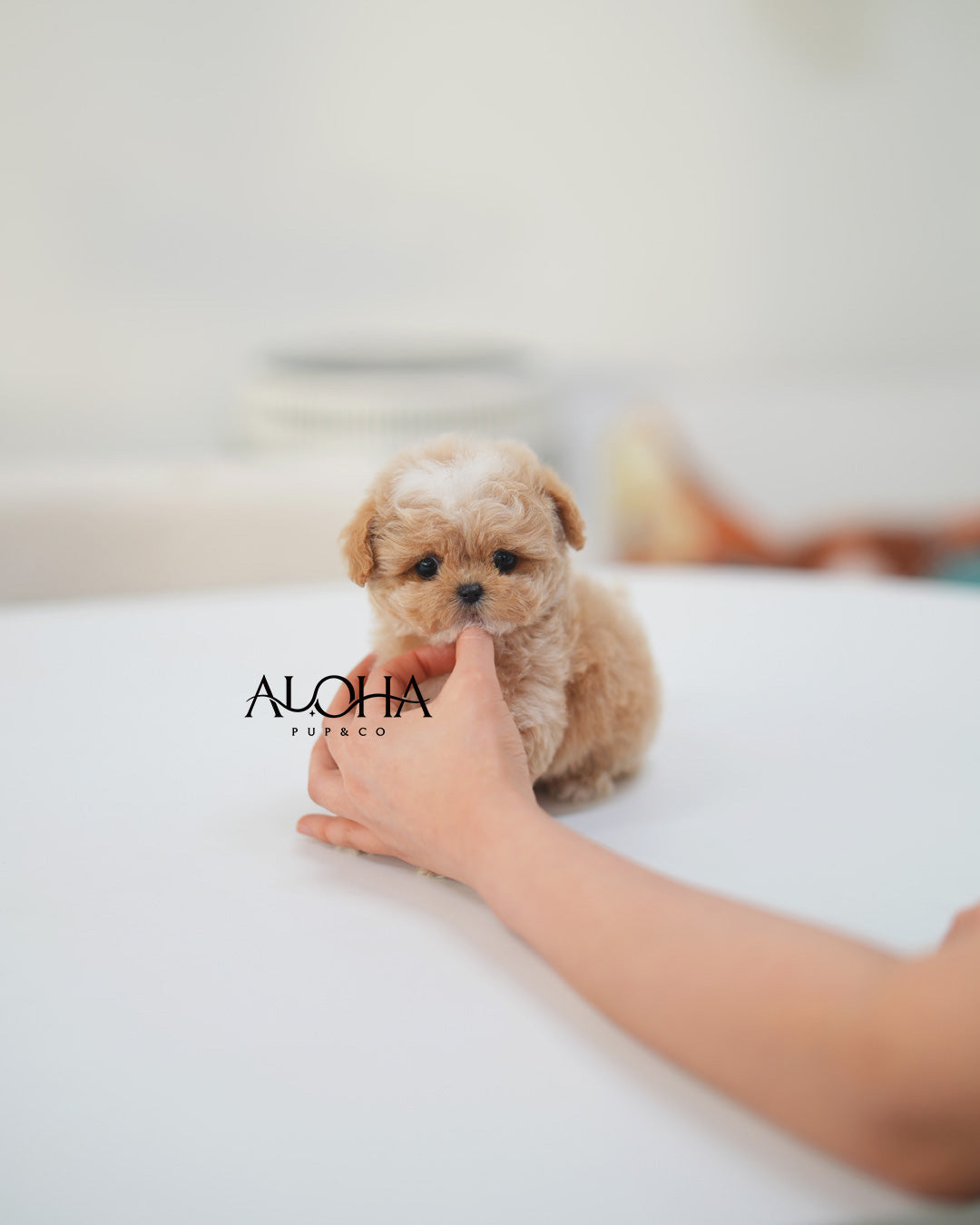 Berry [TEACUP MALTIPOO]