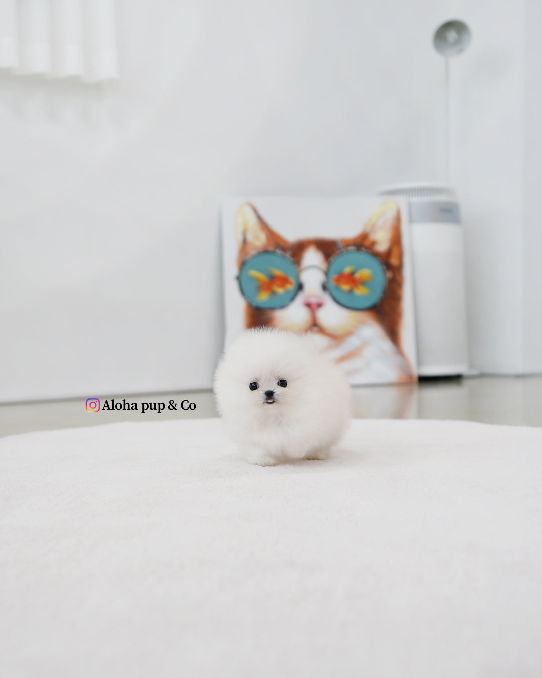 Damie [POMERANIA TAZA DE TÉ]