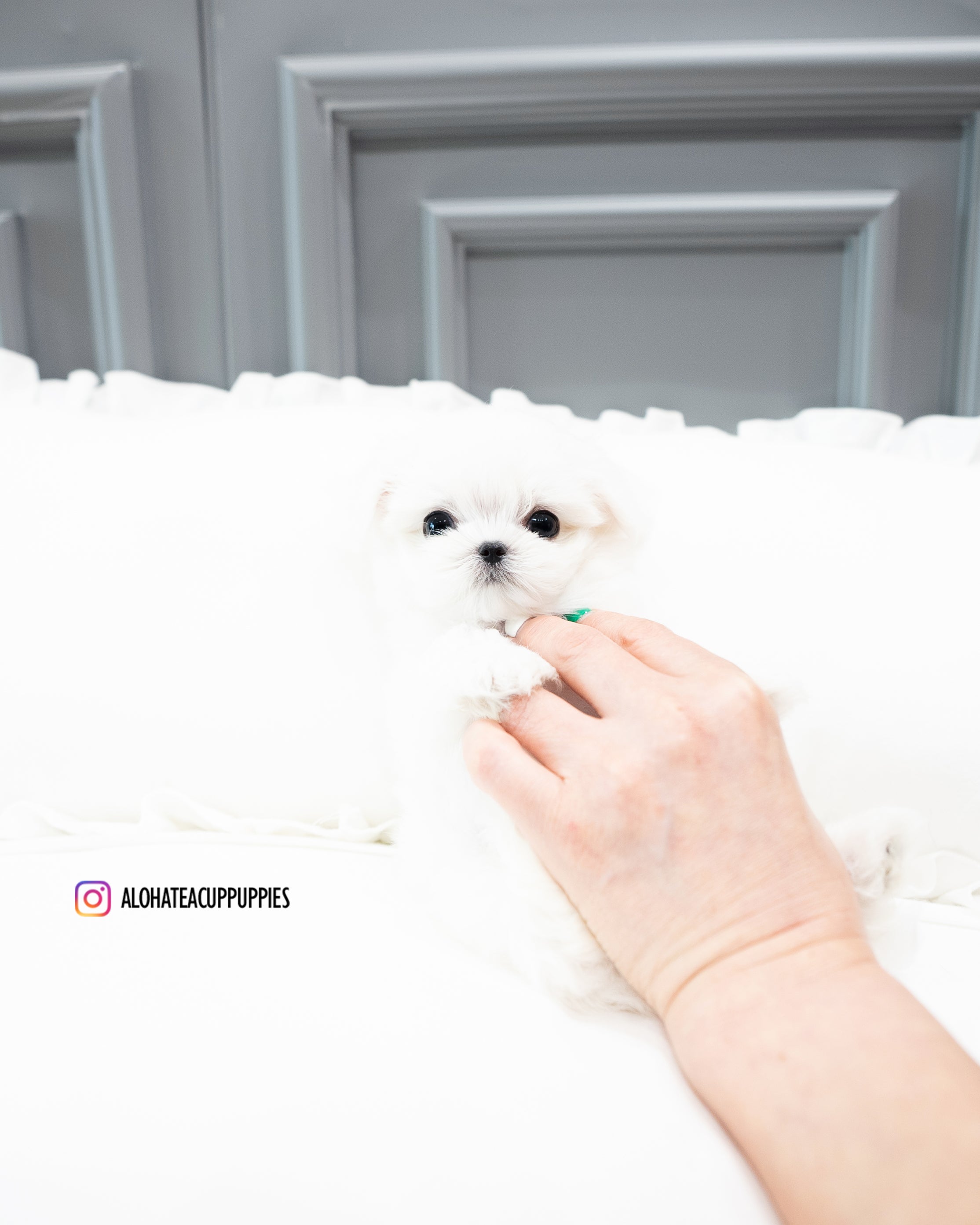 Snow [TEACUP MALTESE]
