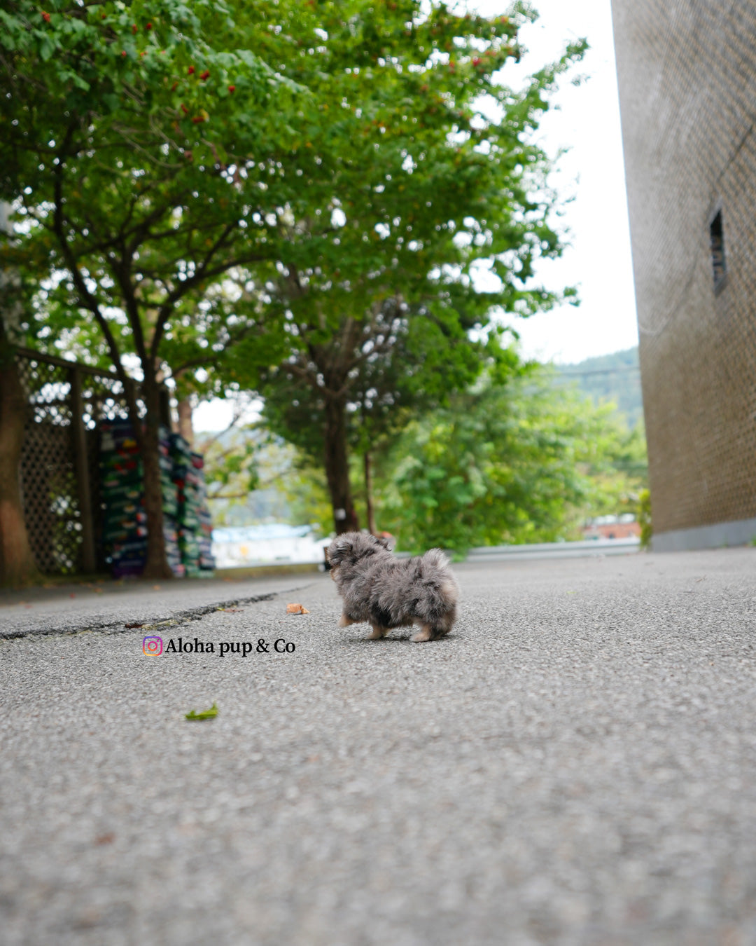 雨果 [茶杯马尔济斯博美犬]