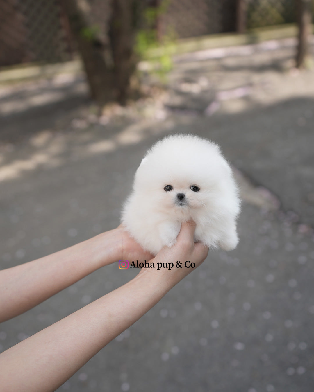 祖丽 [茶杯博美犬]