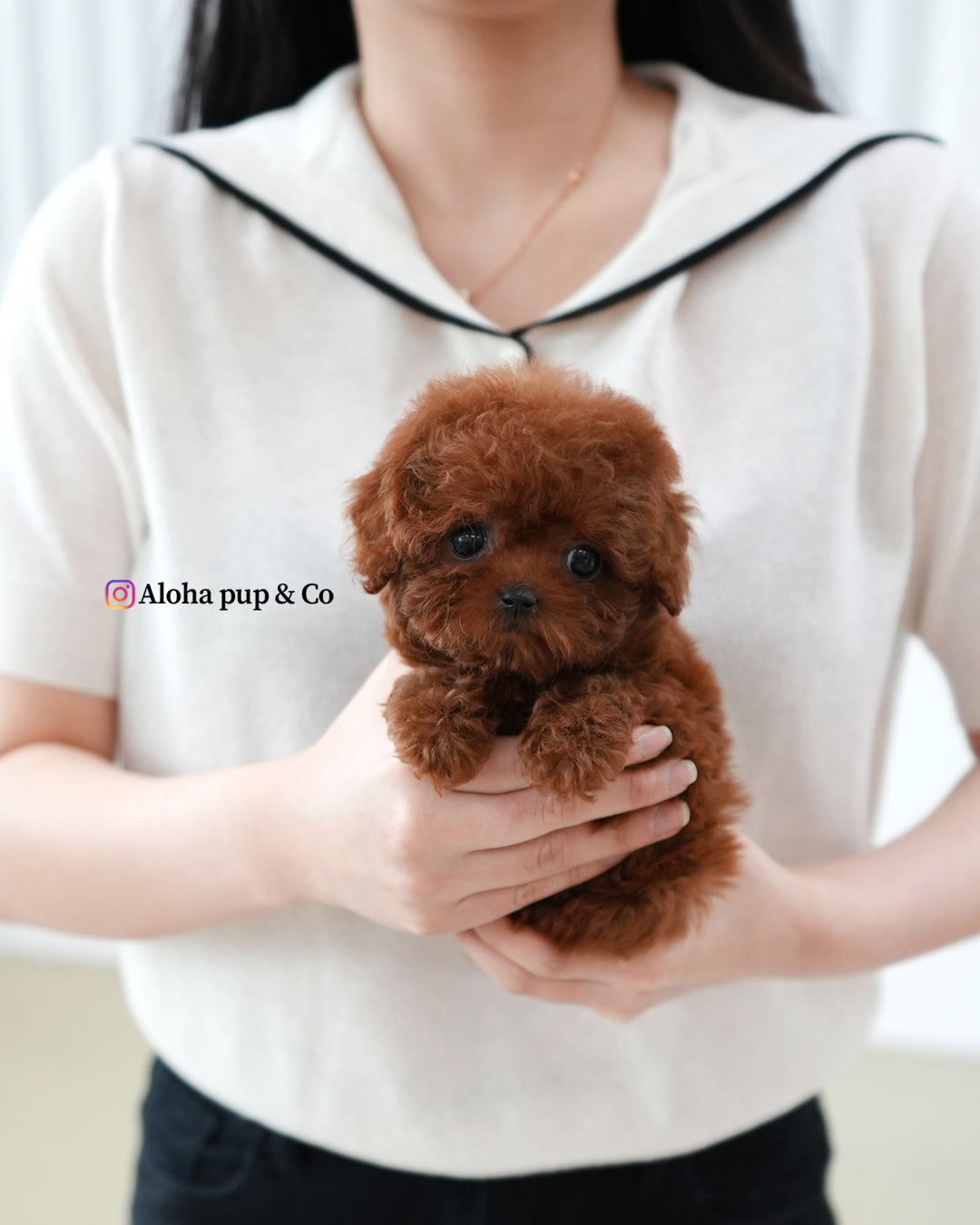 Macaron [TEACUP POODLE]
