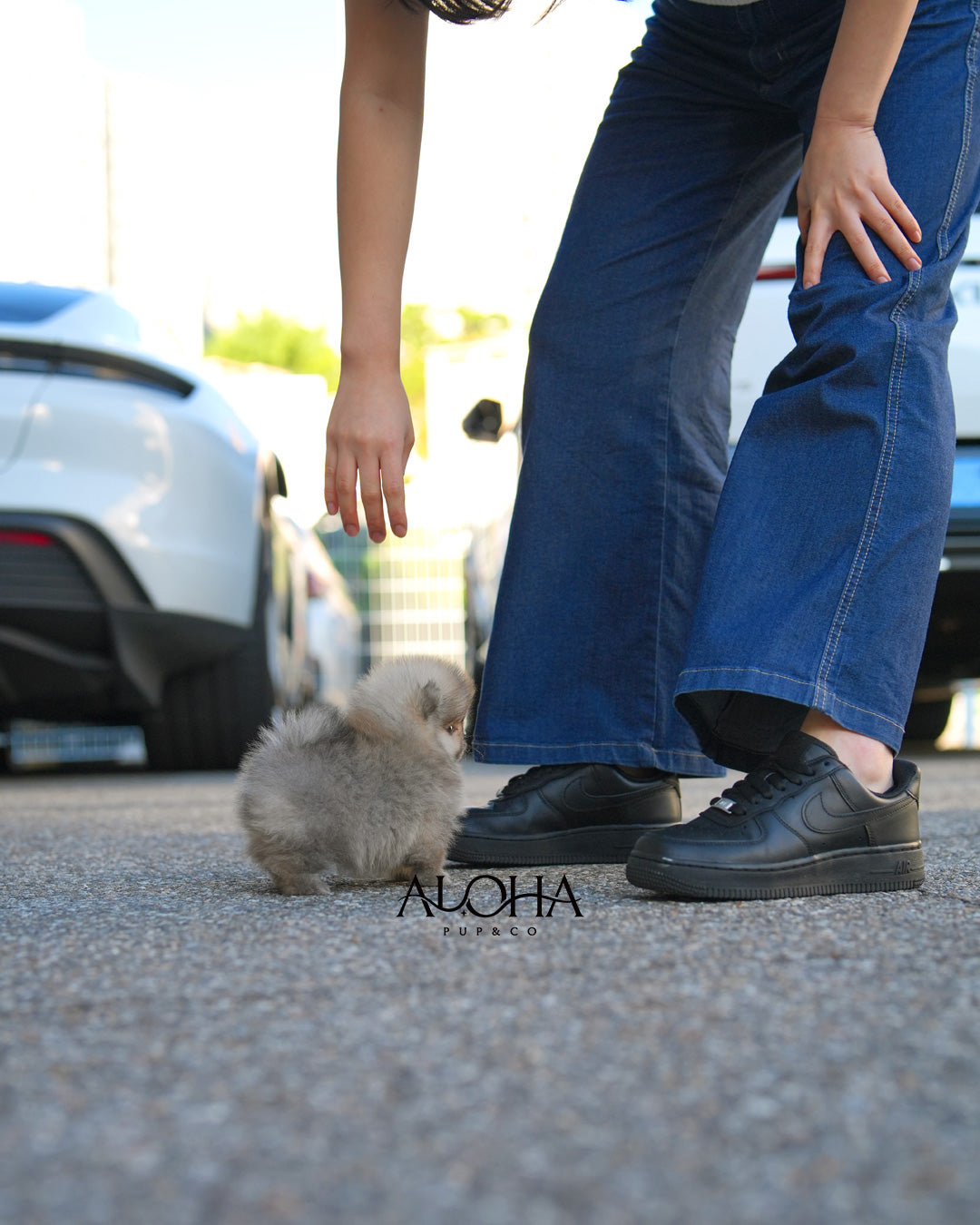 Picky [TEACUP POMERANIAN]