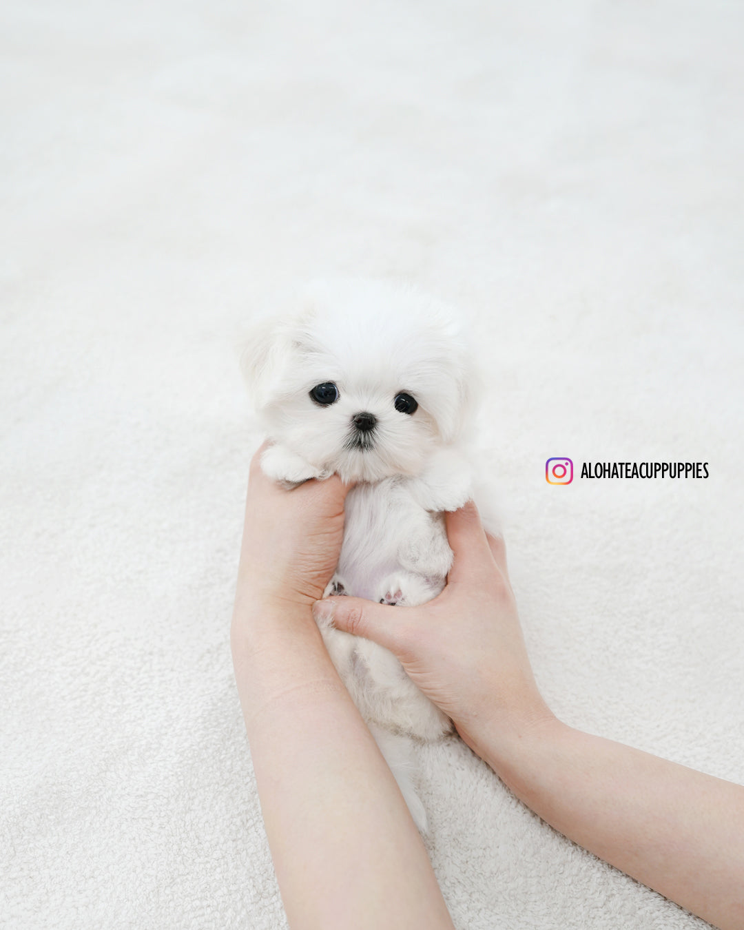 Sunny [TEACUP MALTESE]