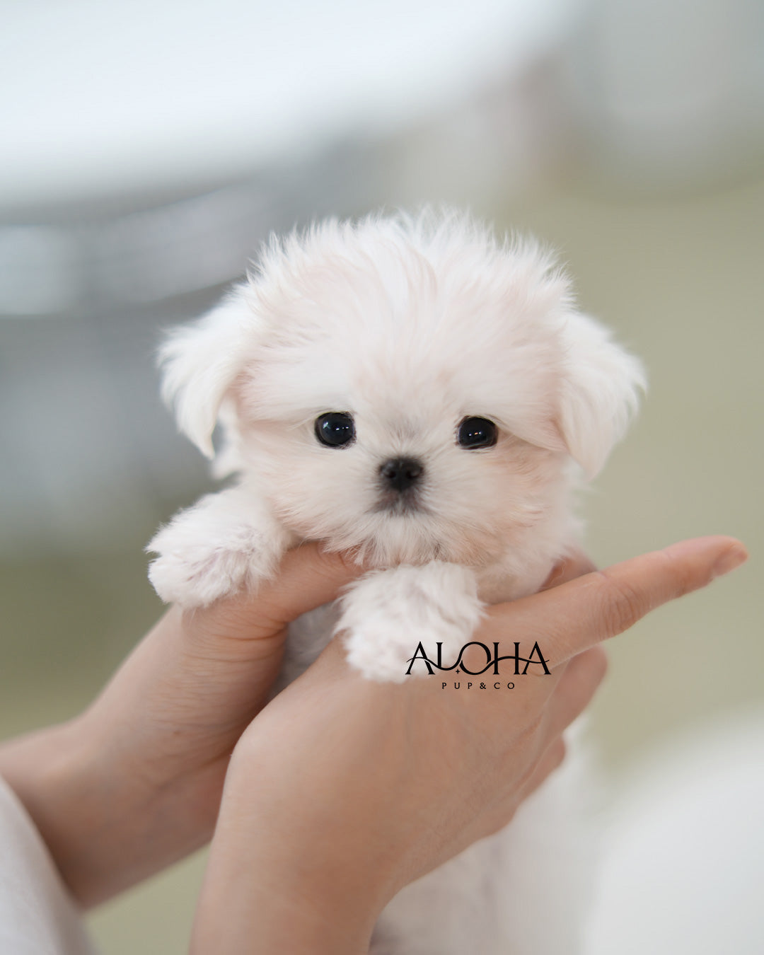 Joel [TEACUP Maltese]