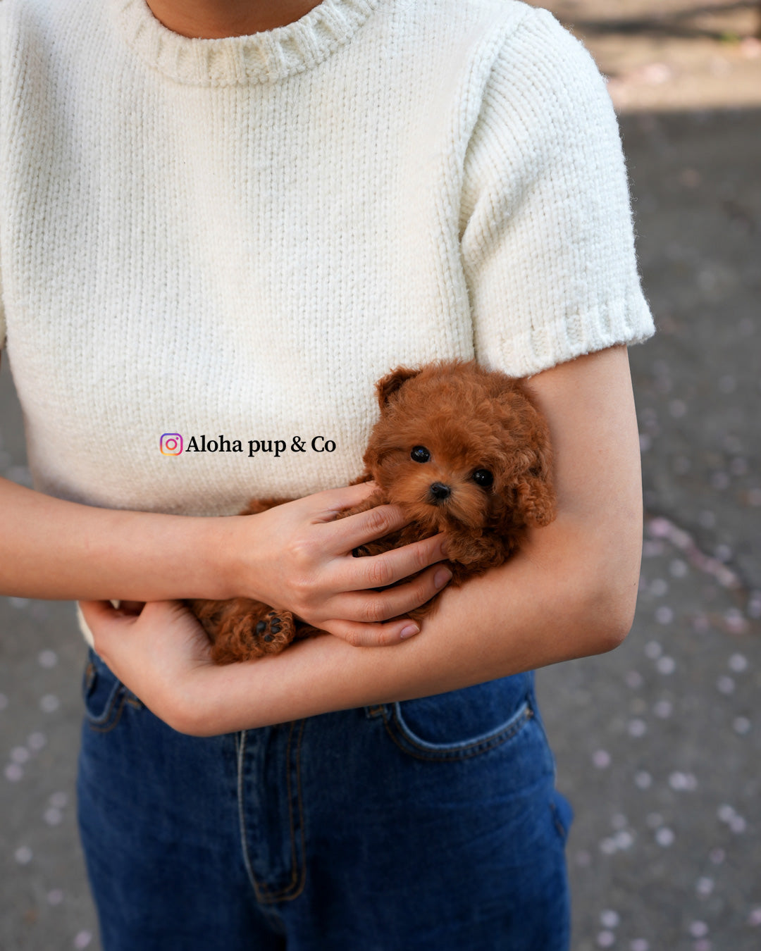 Jed [TEACUP POODLE]
