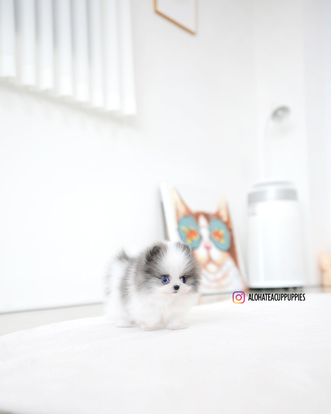 Prada [POMERANIA TAZA DE TÉ]
