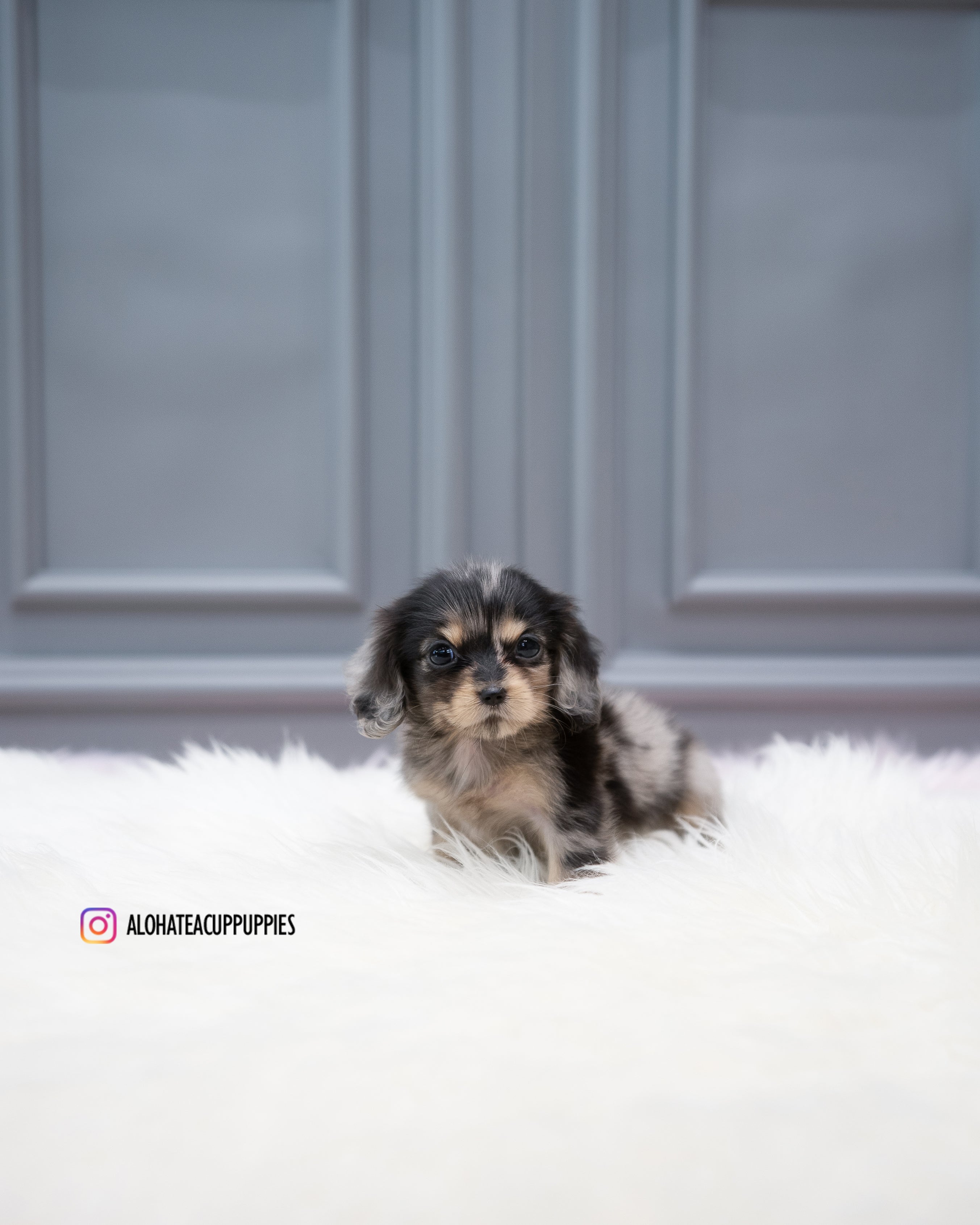 Molly [TEACUP DACHSHUND]