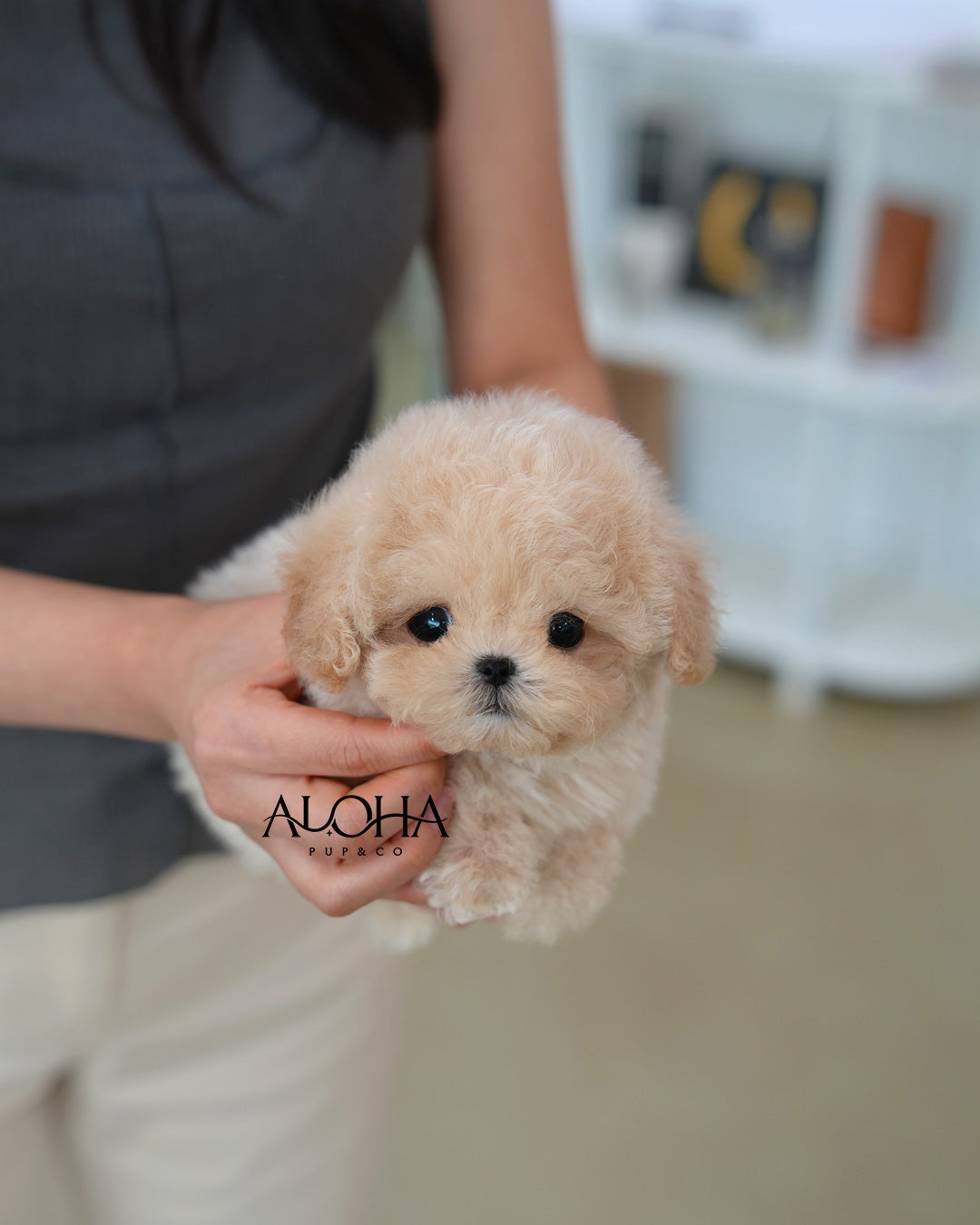 Latte [TEACUP MALTIPOO]