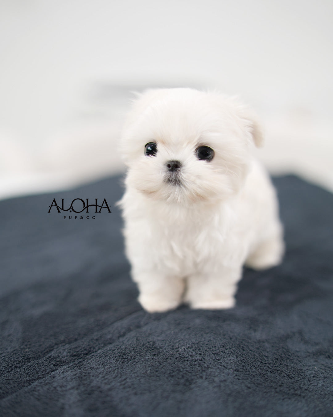 Ben [TEACUP Maltese]
