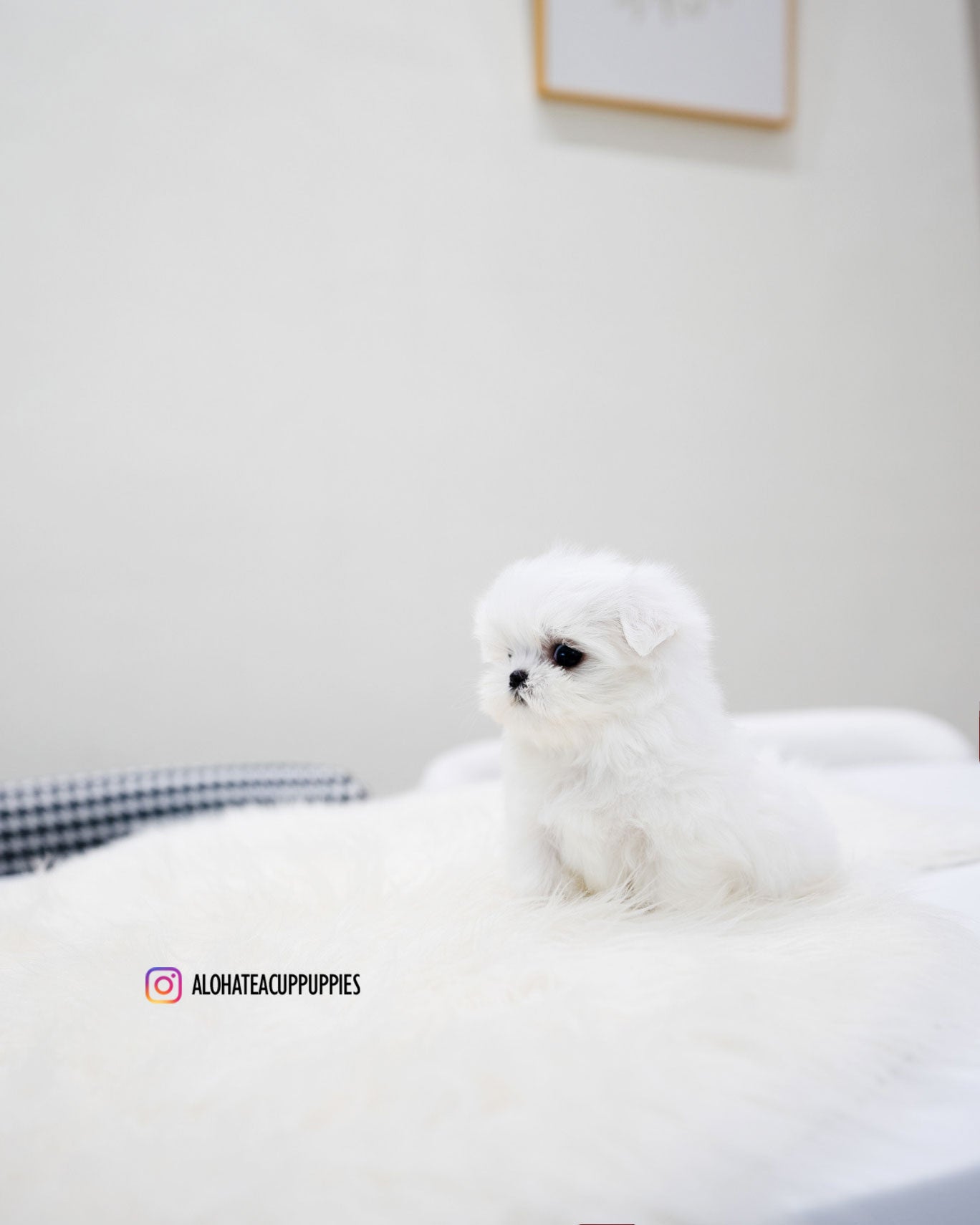 Lucky [TEACUP MALTESE]