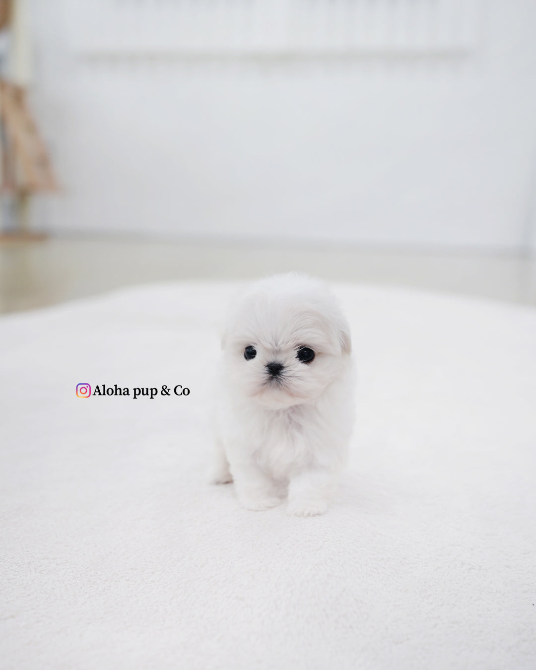 Honey [TEACUP MALTESE]