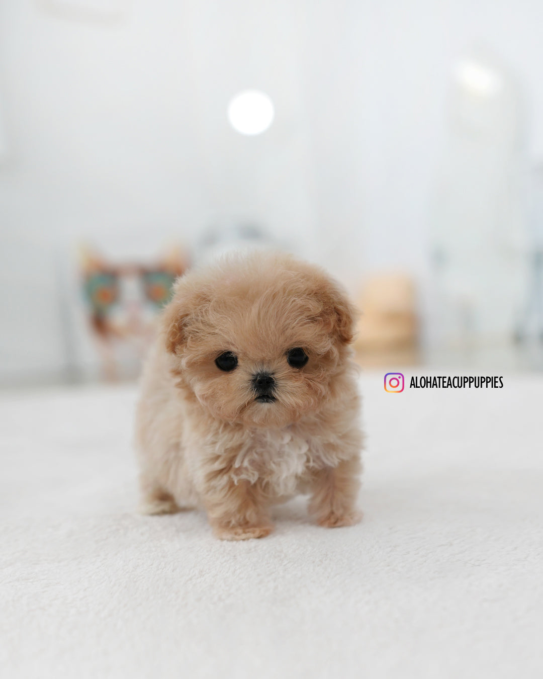 Ciel [TEACUP MALTIPOO]