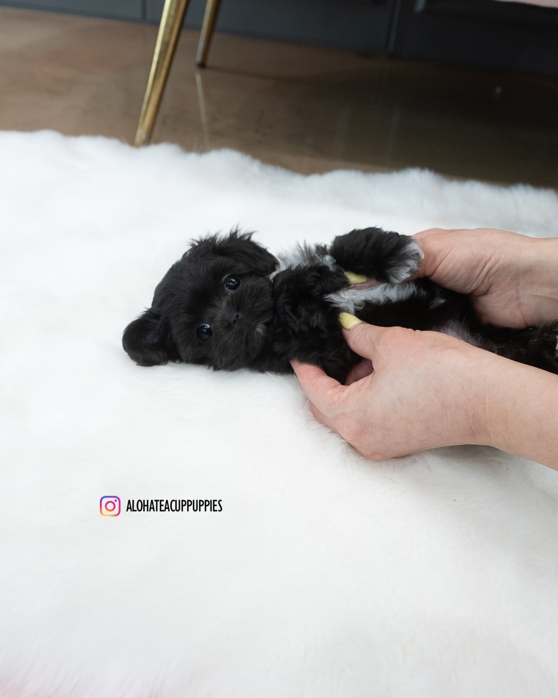Buddy [TEACUP MALTIPOO]