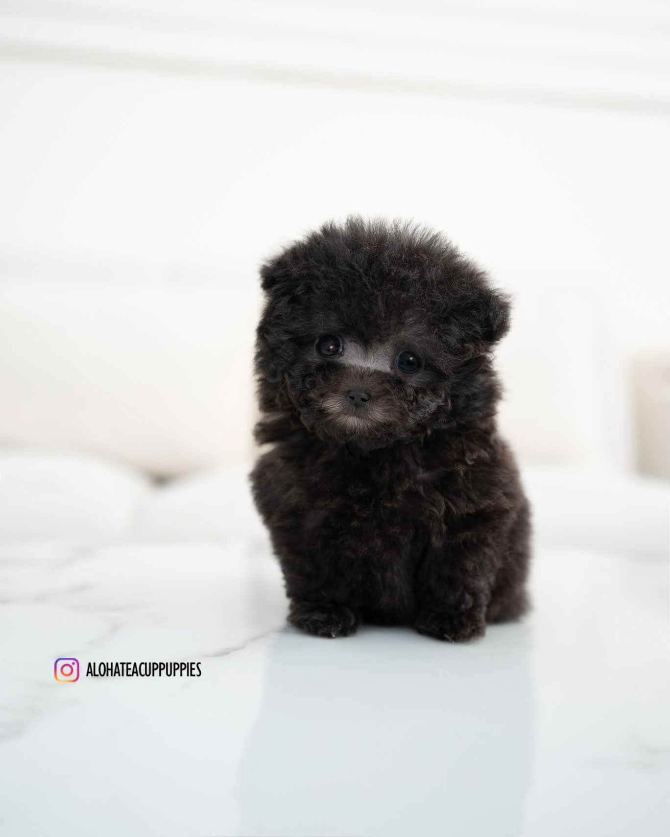 Riley [TEACUP POODLE]