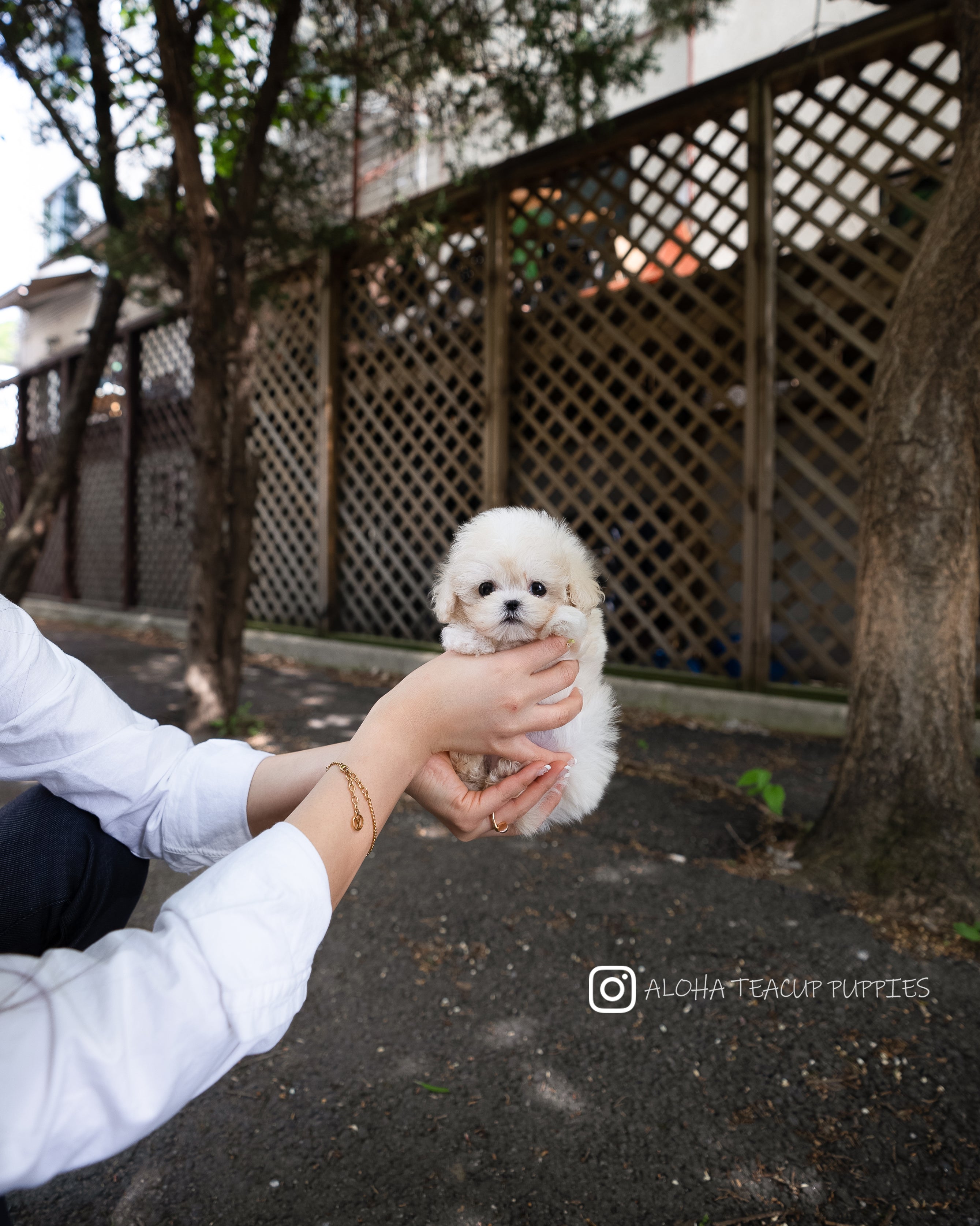 Ari [TEACUP MALTIPOO]