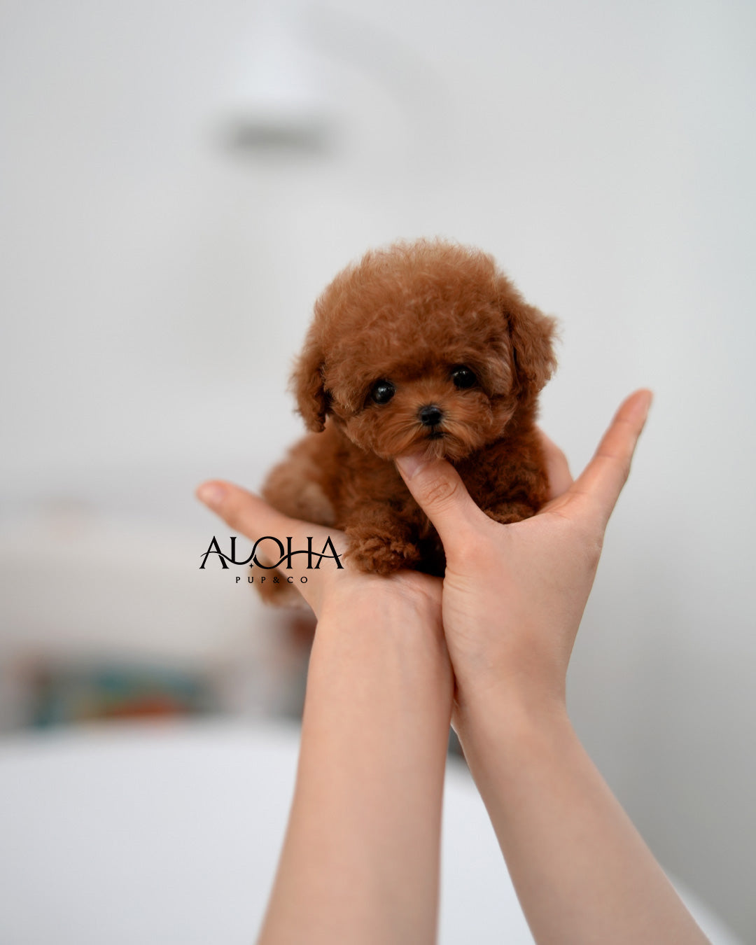 Suzy [TEACUP POODLE]
