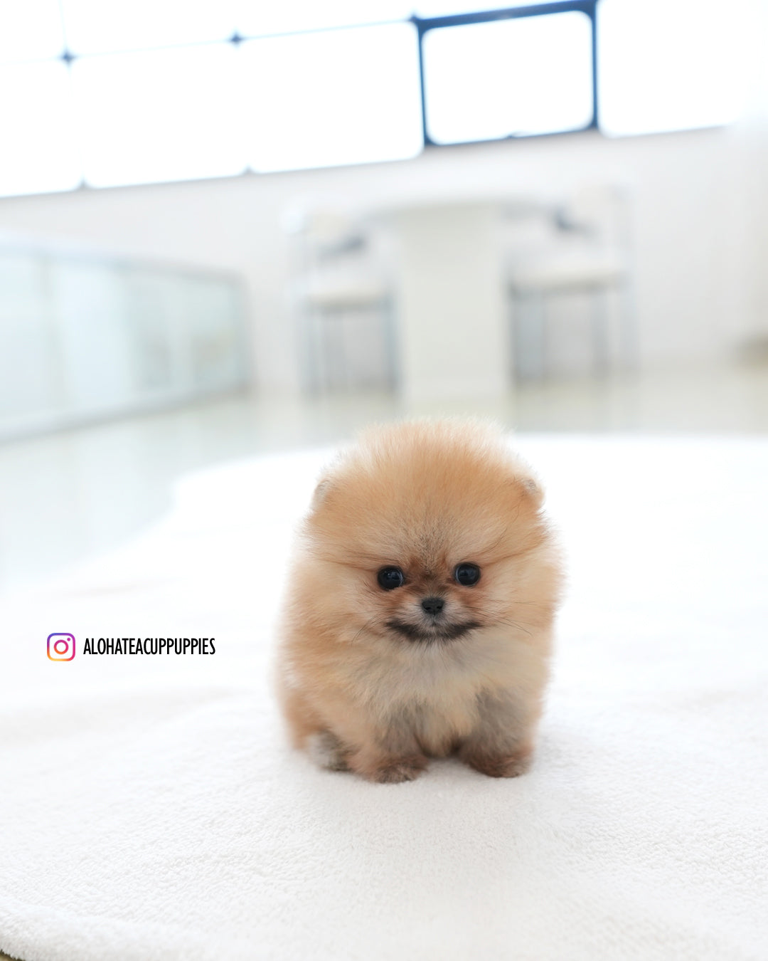 马可 [茶杯博美犬]