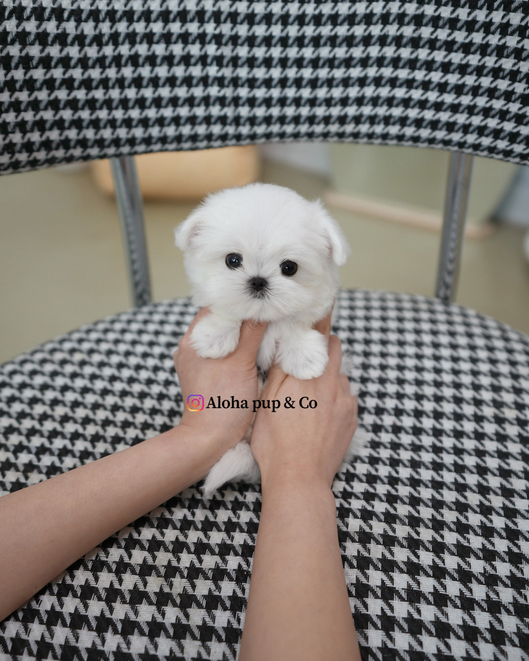 Lumi [TEACUP MALTESE]