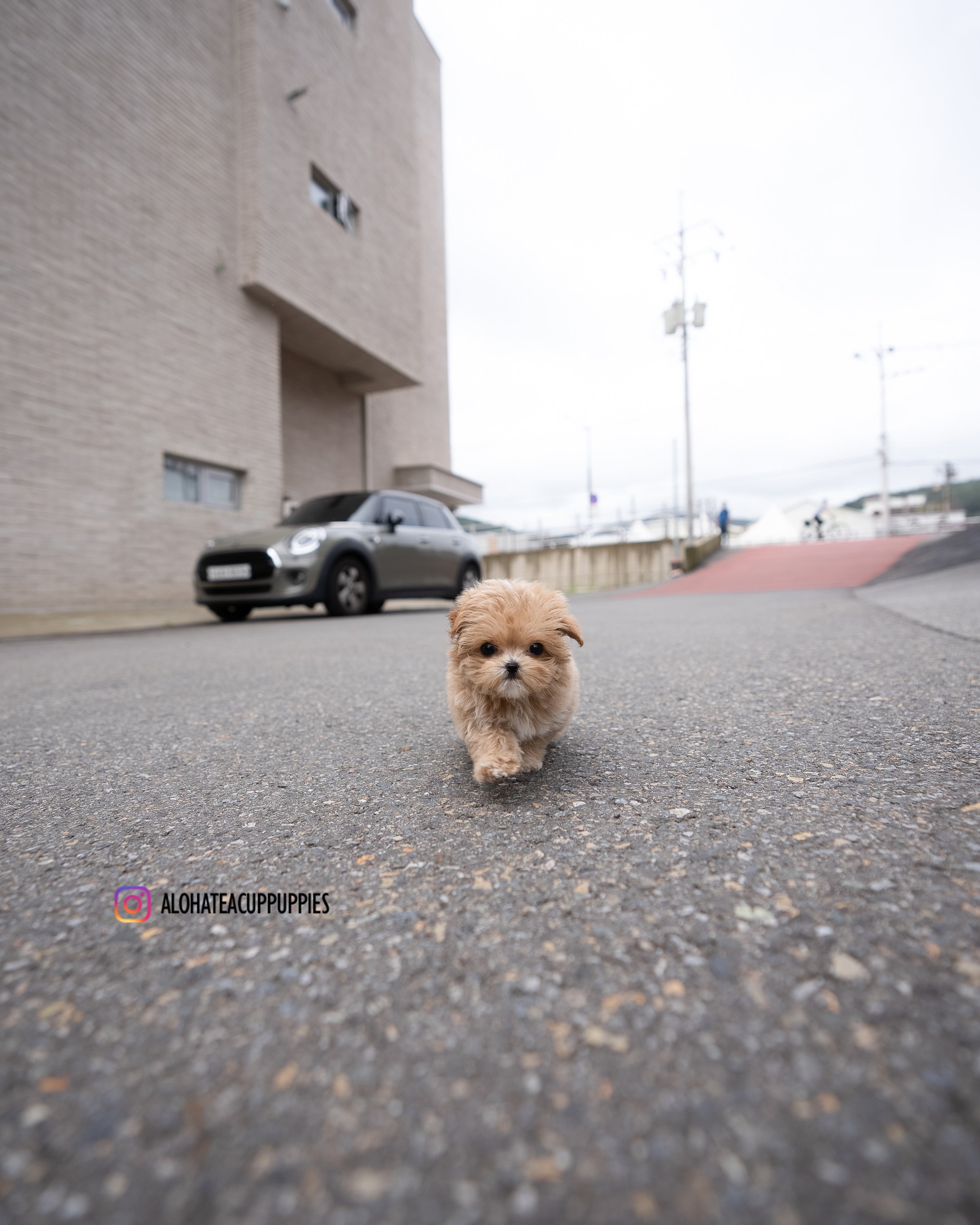 Lucy [TEACUP MALTIPOO]