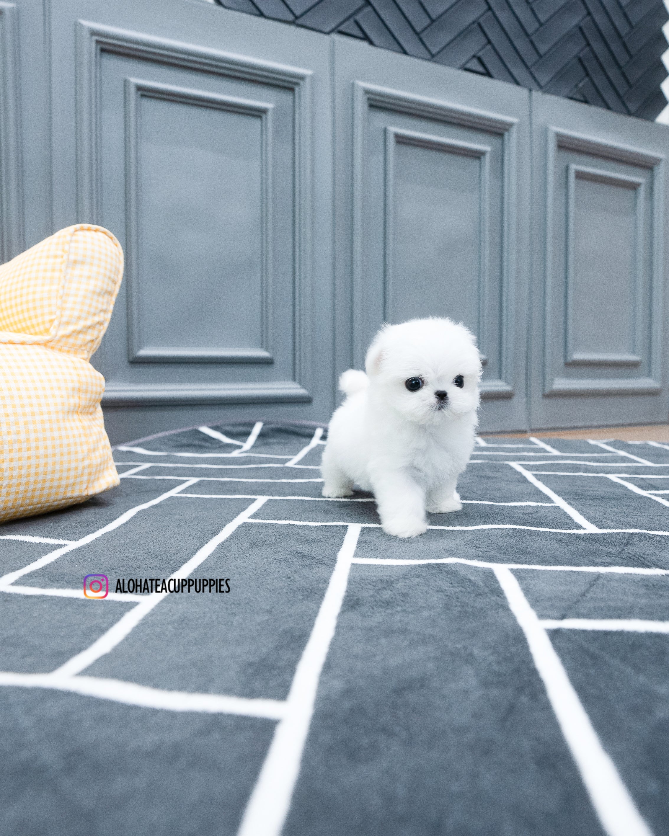 Tayo [TEACUP MALTESE]