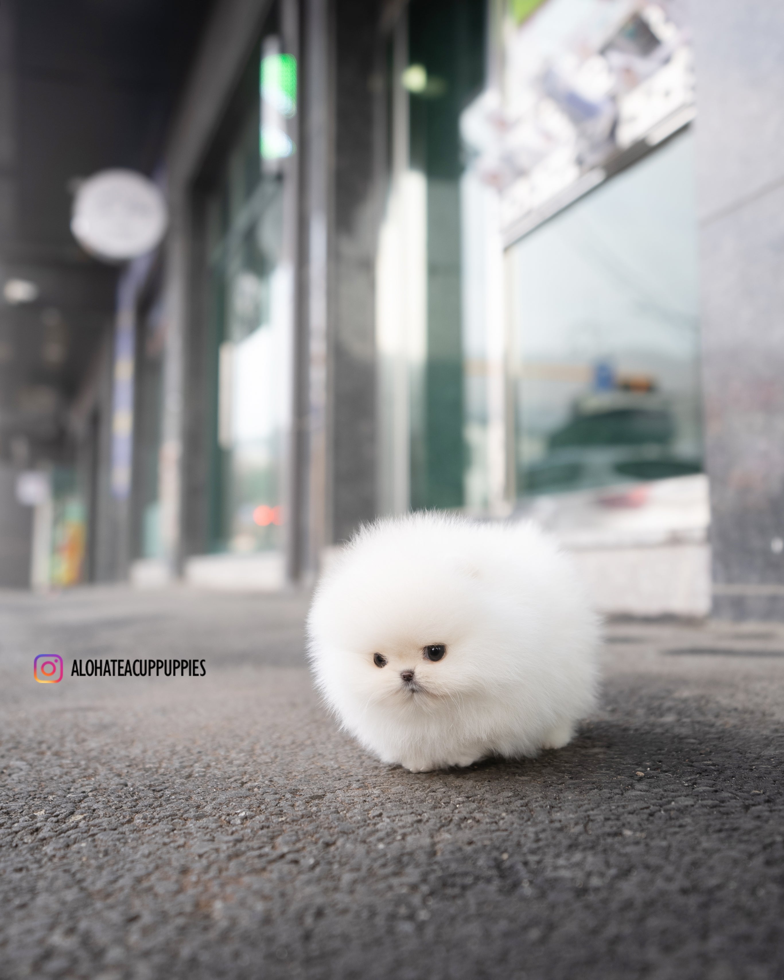 Snow [POMERANIA TACITA DE TÉ]