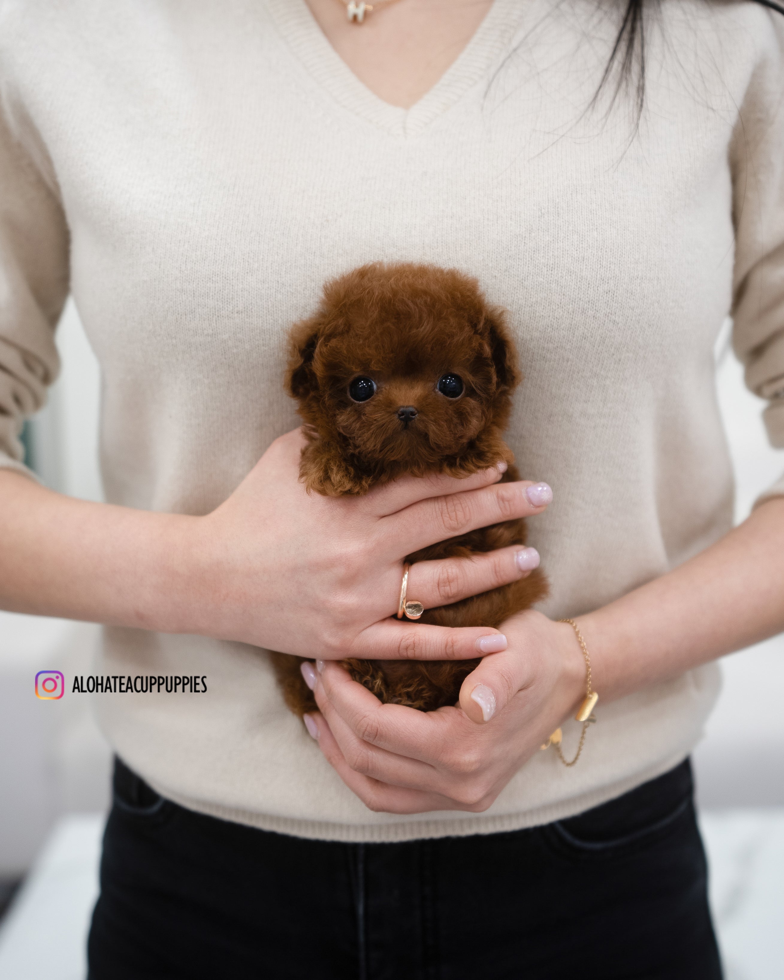 Aria [Tiny POODLE]