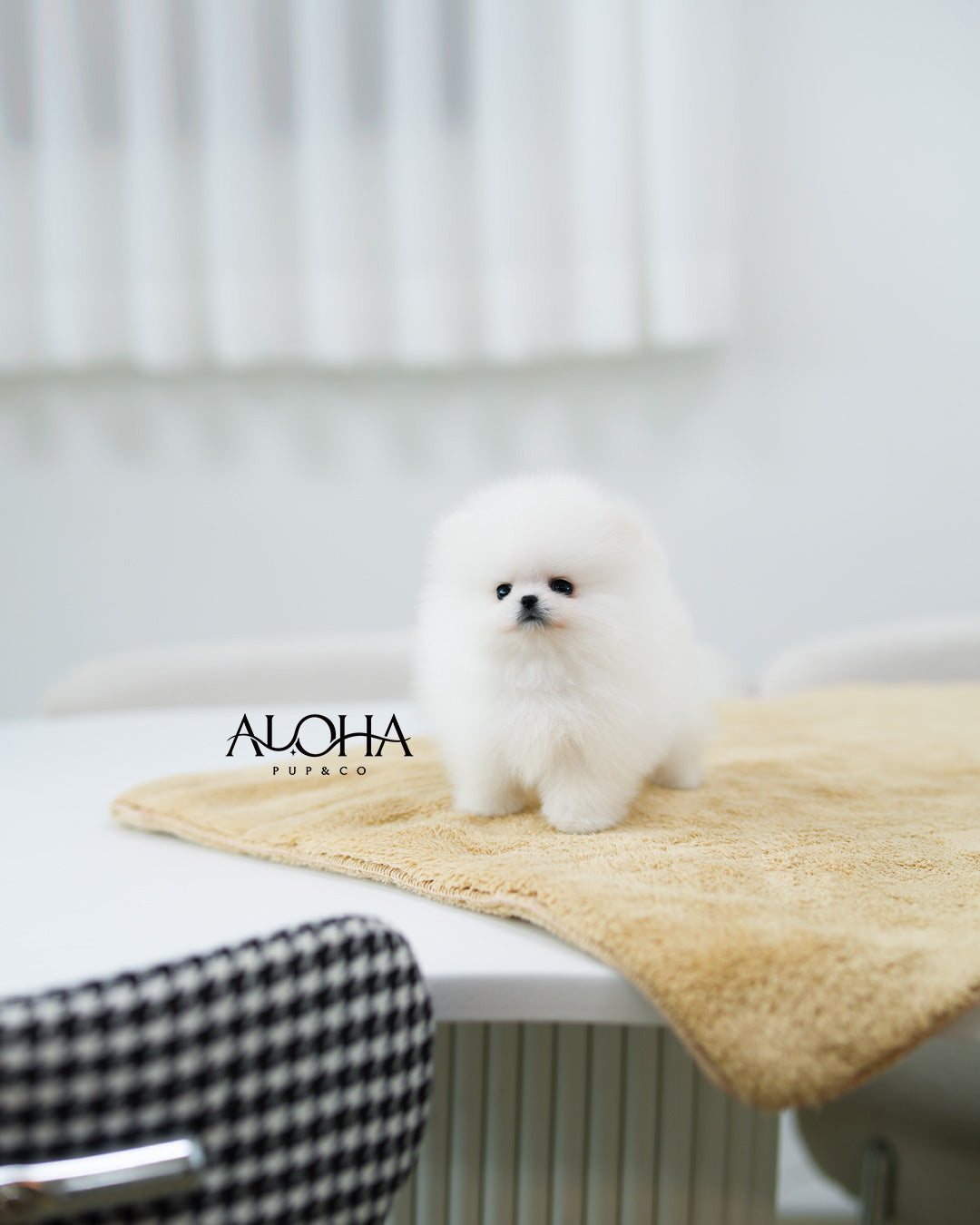 Dora [TEACUP POMERANIAN]