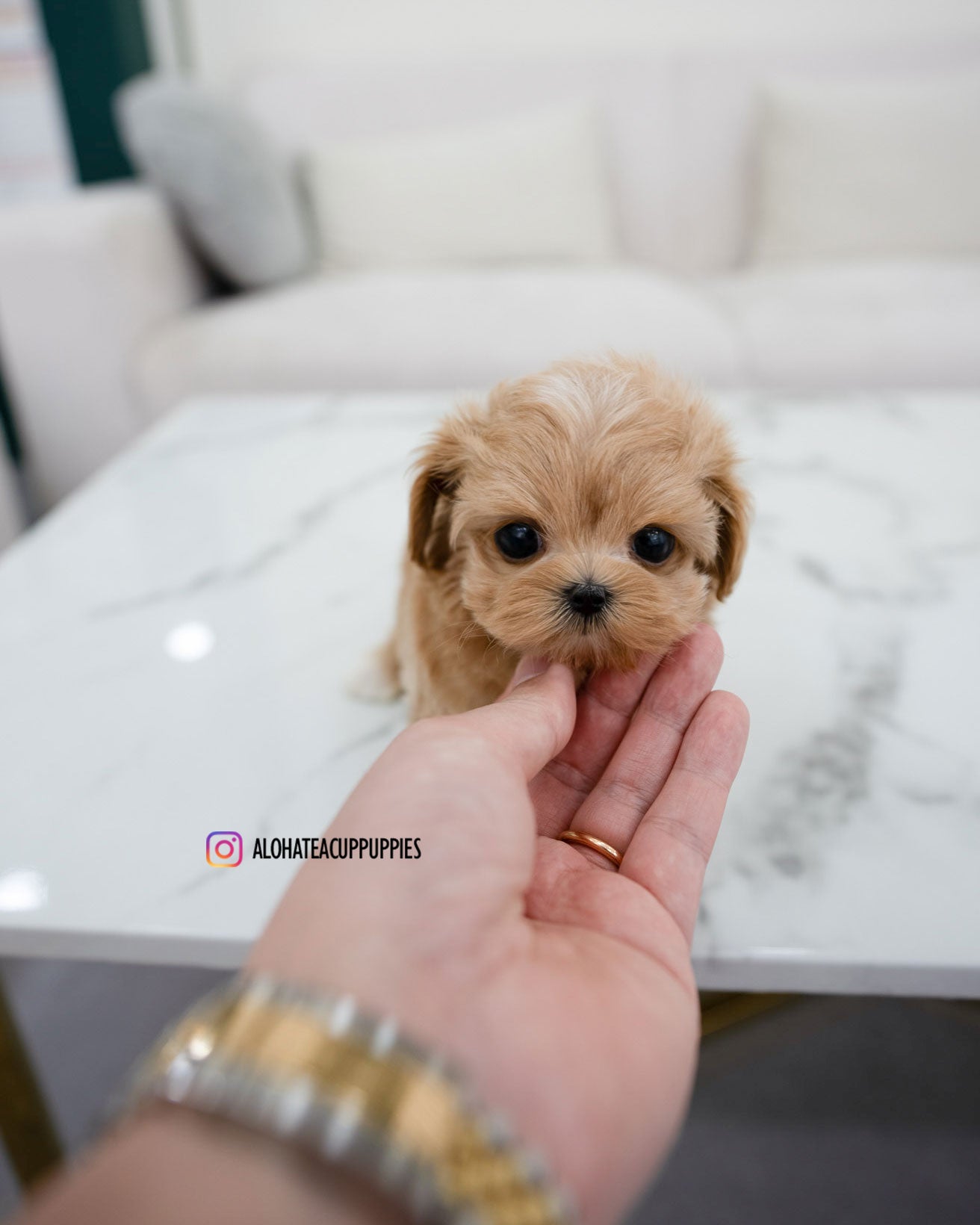 Elio [TEACUP MALTIPOO]