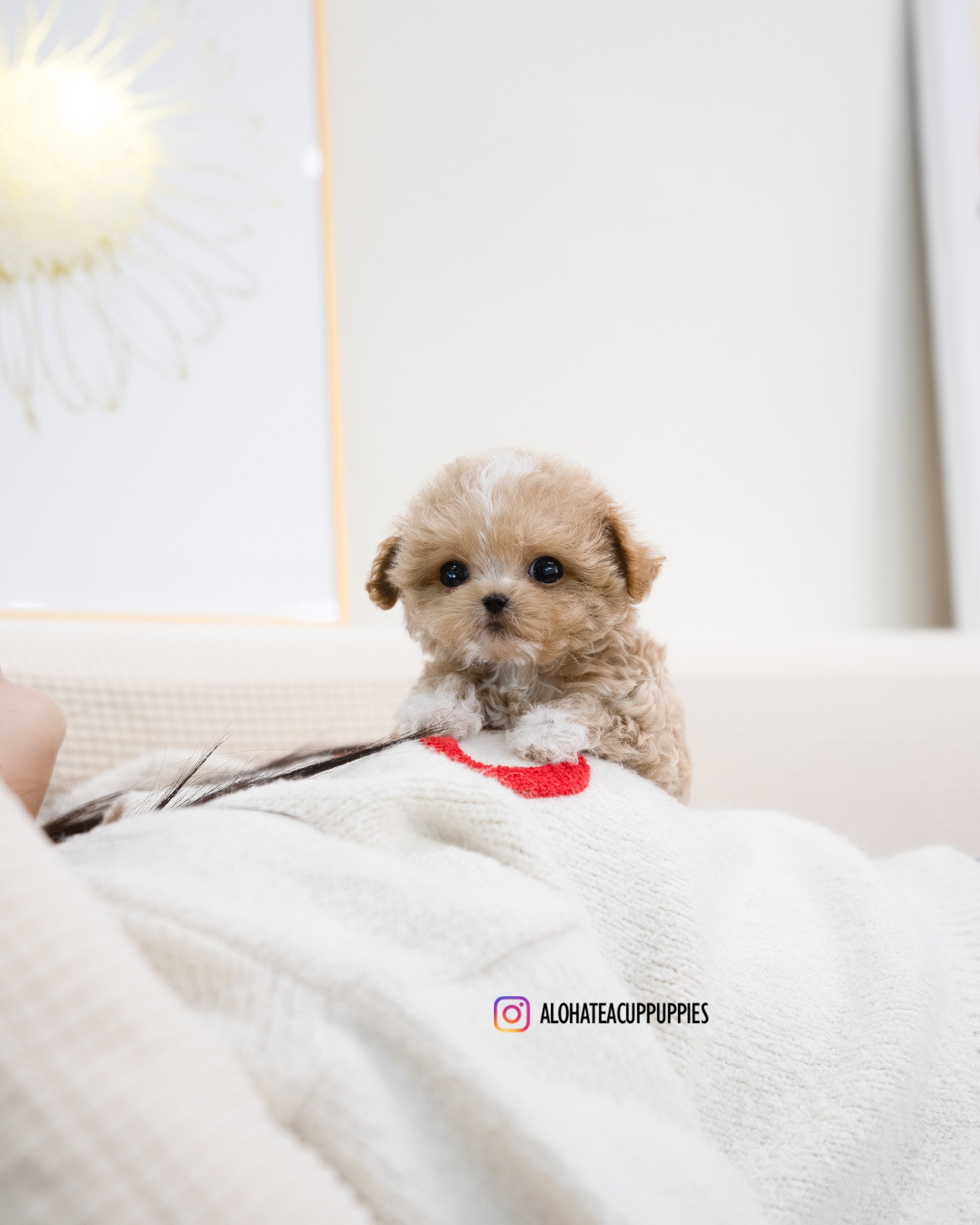 Ryan [TEACUP MALTIPOO]