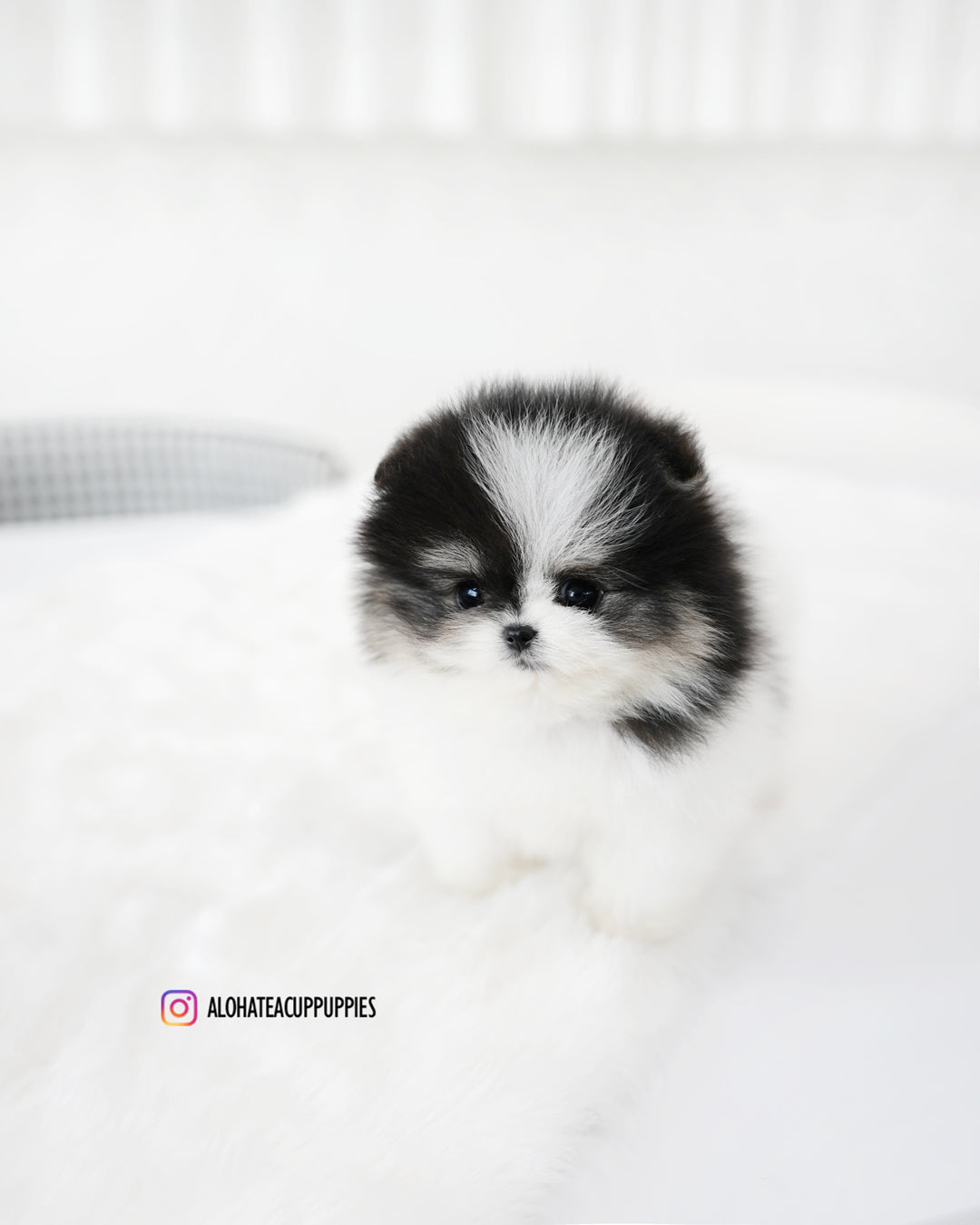 Linda [POMERANIA TAZA DE TÉ]