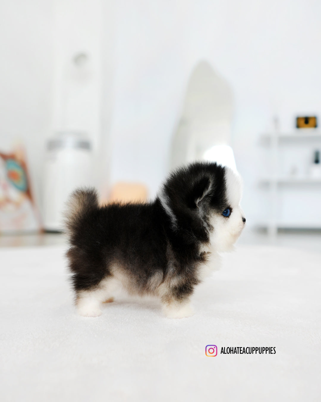 Chopa [Mini Pomsky]