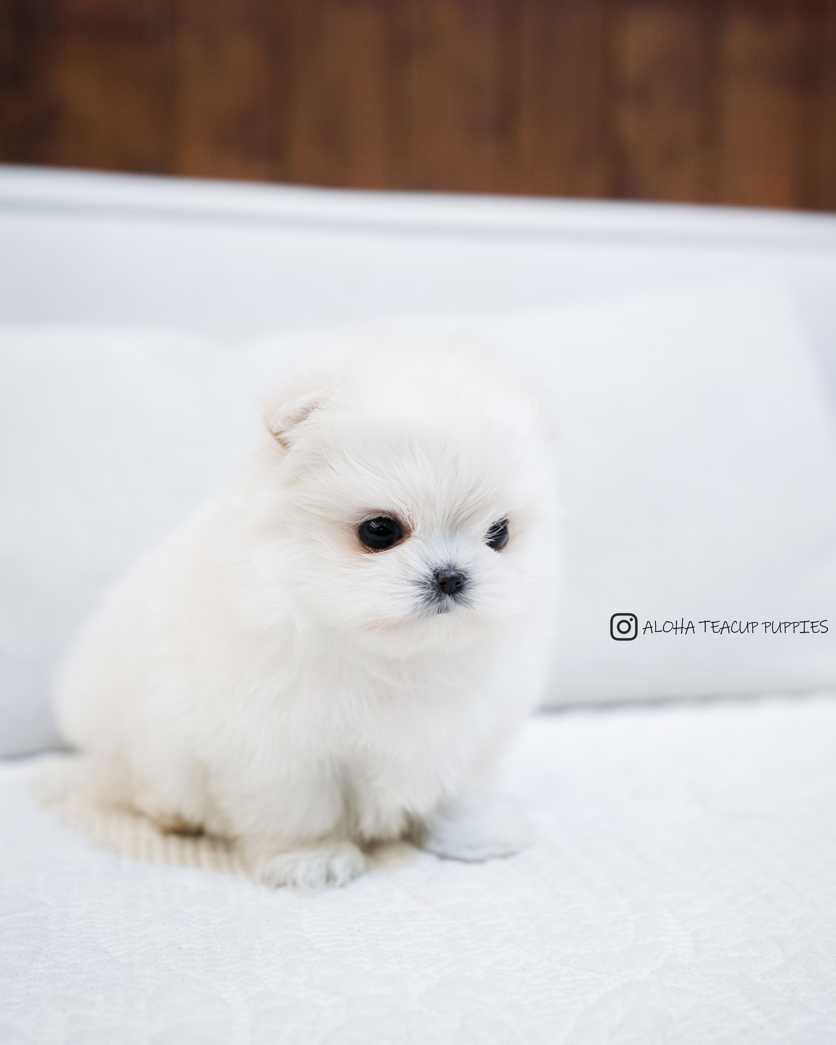 Luna [茶杯马尔济斯博美犬]
