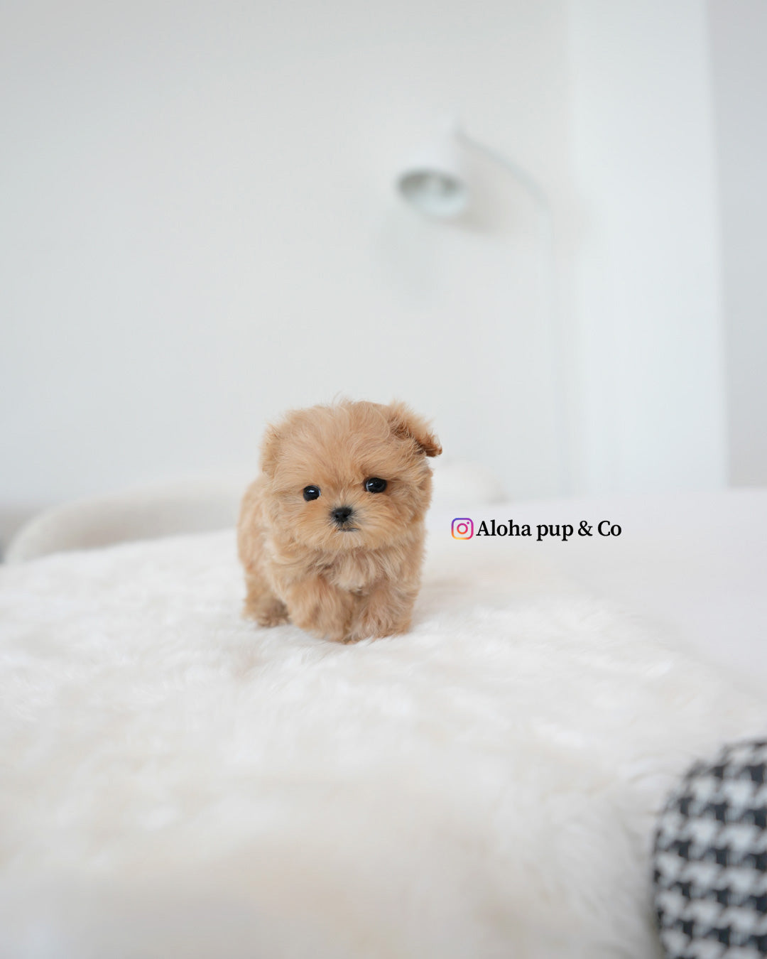 Rex [TEACUP MALTIPOO]