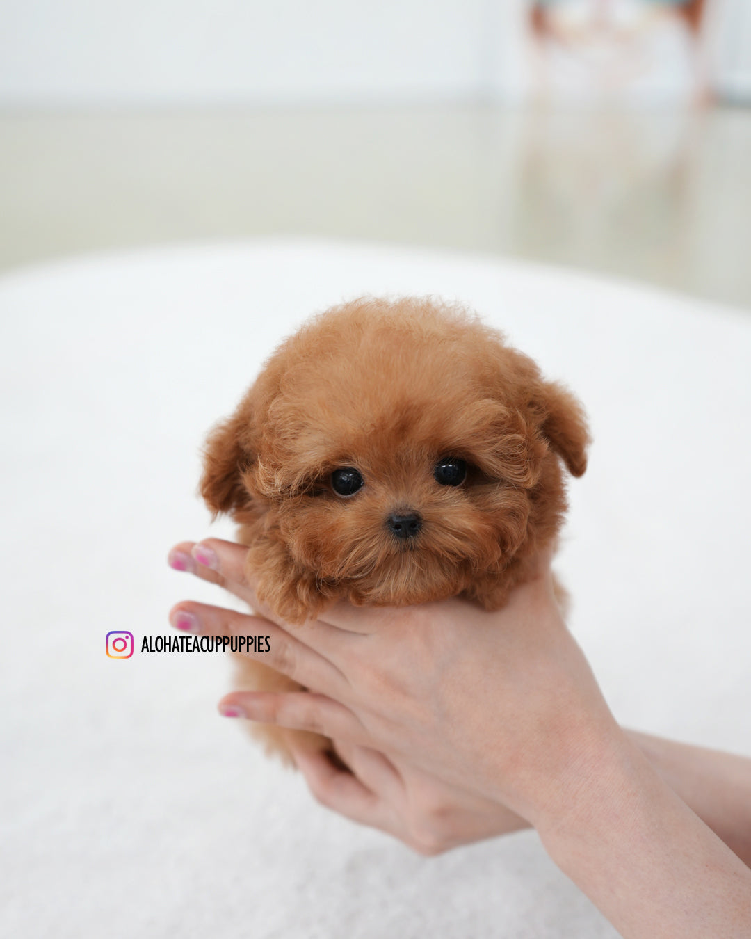 Sora [TEACUP POODLE]