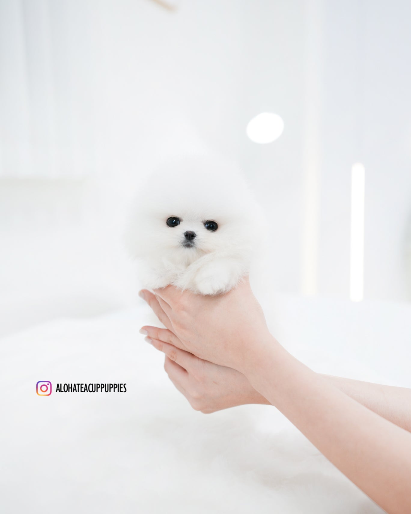 Wanda [POMERANIA TAZA DE TÉ]