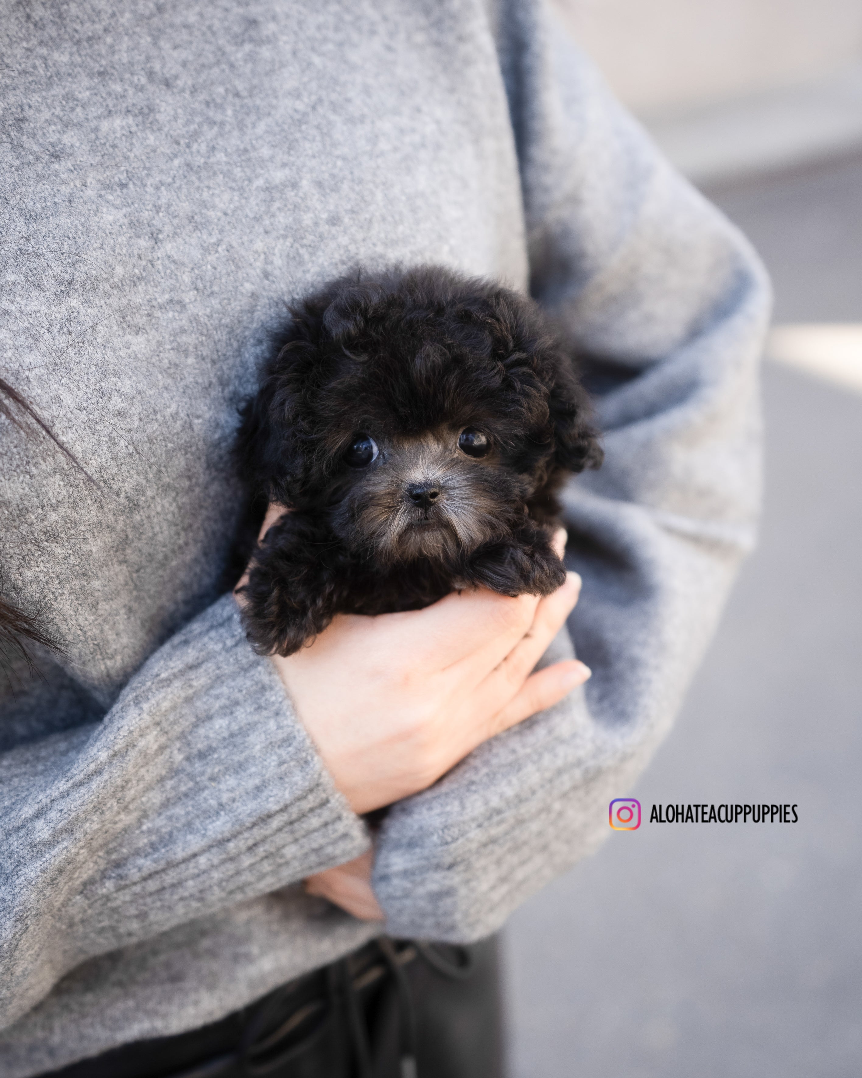 Blake [TEACUP POODLE]