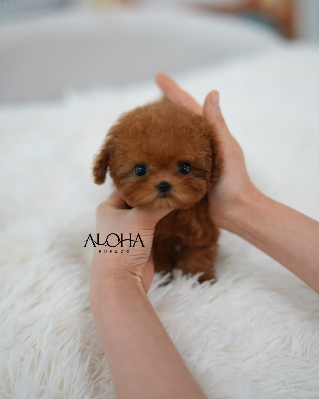 Sasha [TEACUP POODLE]