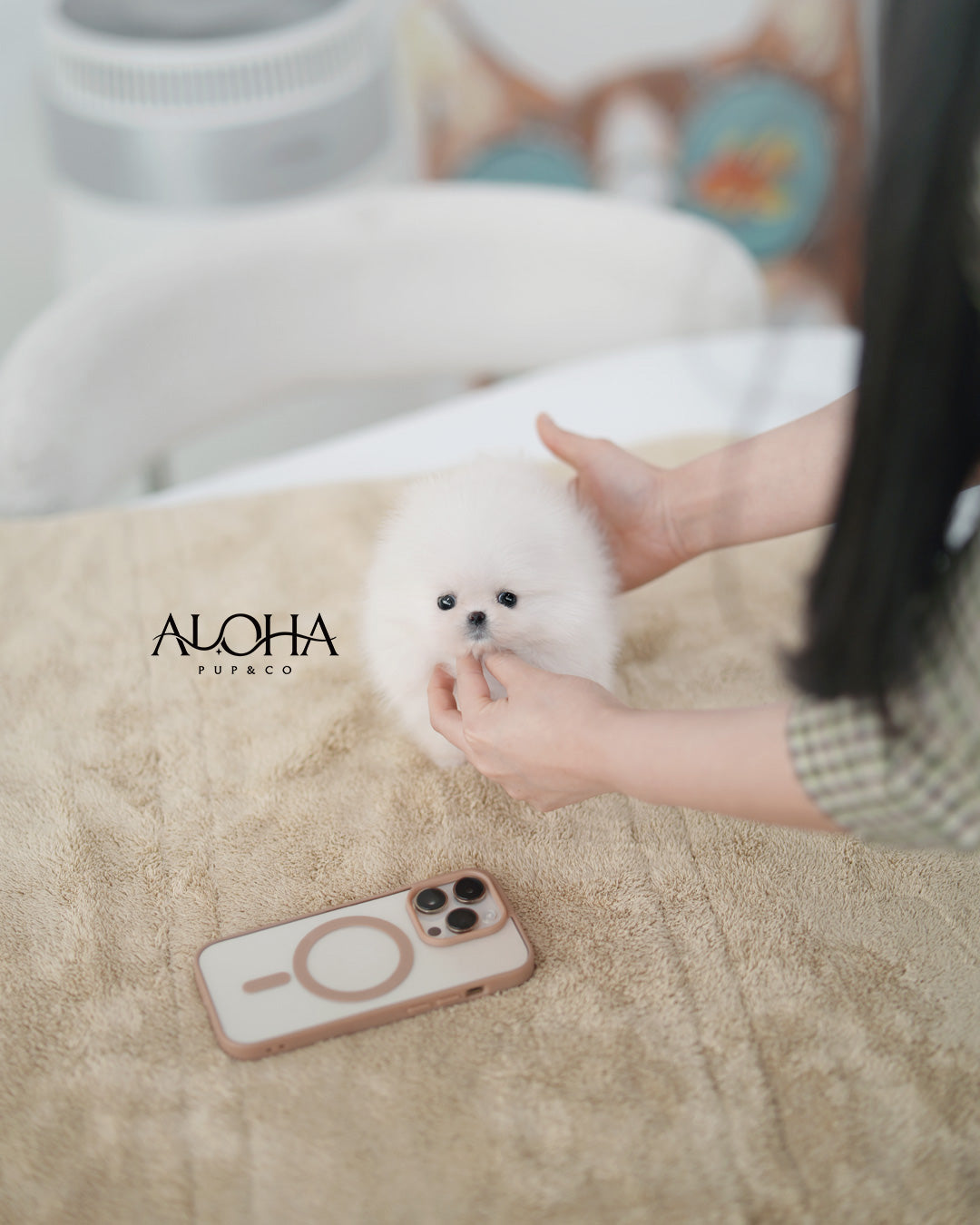 Mera [POMERANIA TAZA DE TÉ]