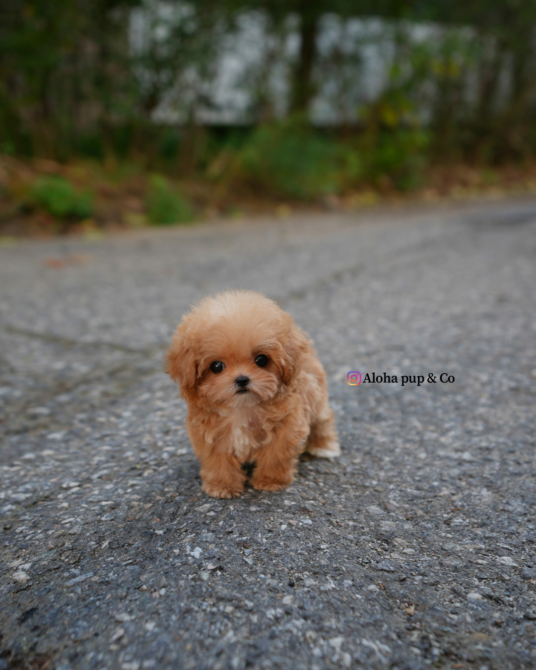 Bobo [TEACUP POODLE]